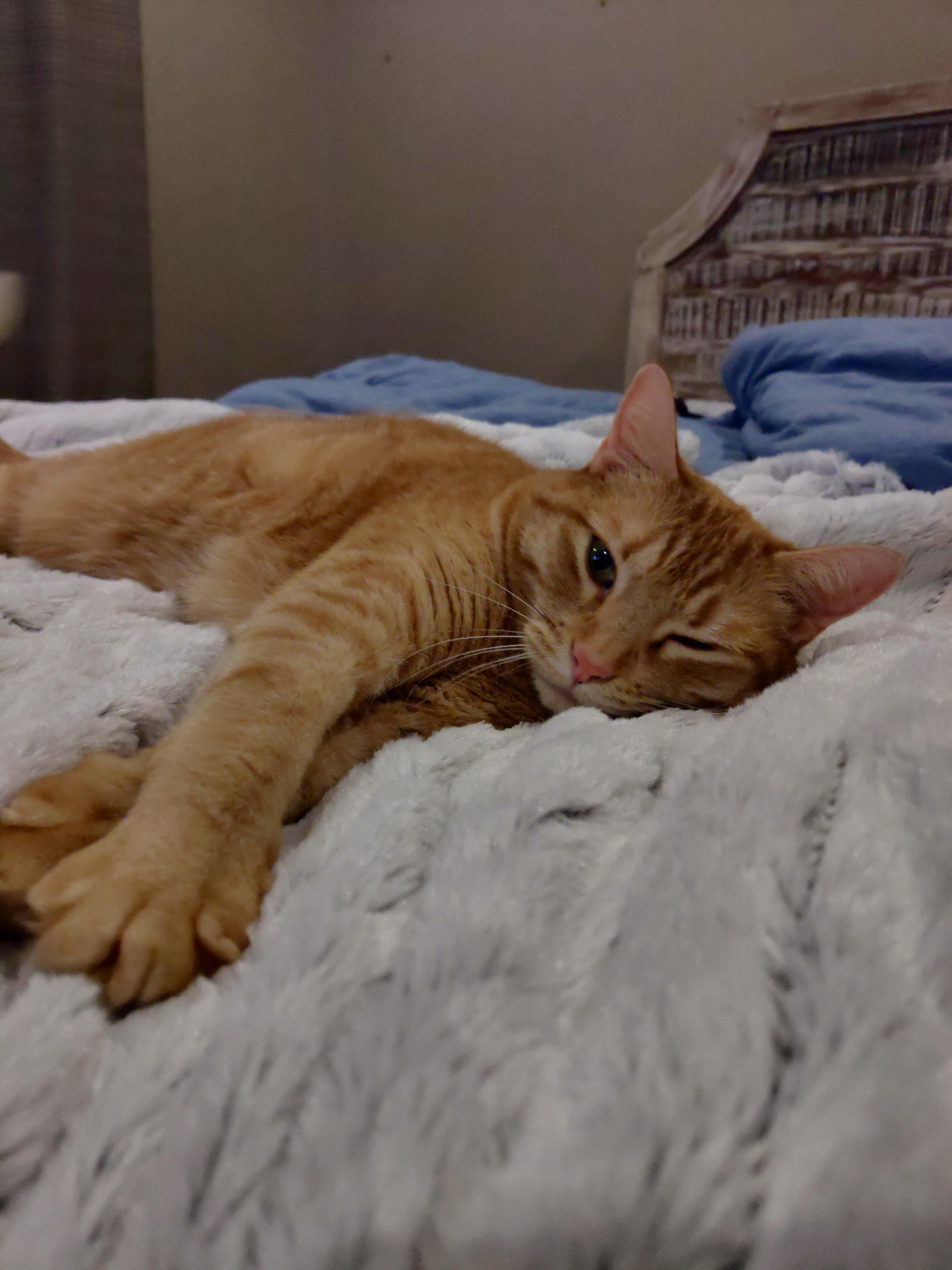 Just got a new heating blanket and now my cat won't leave it r/cats