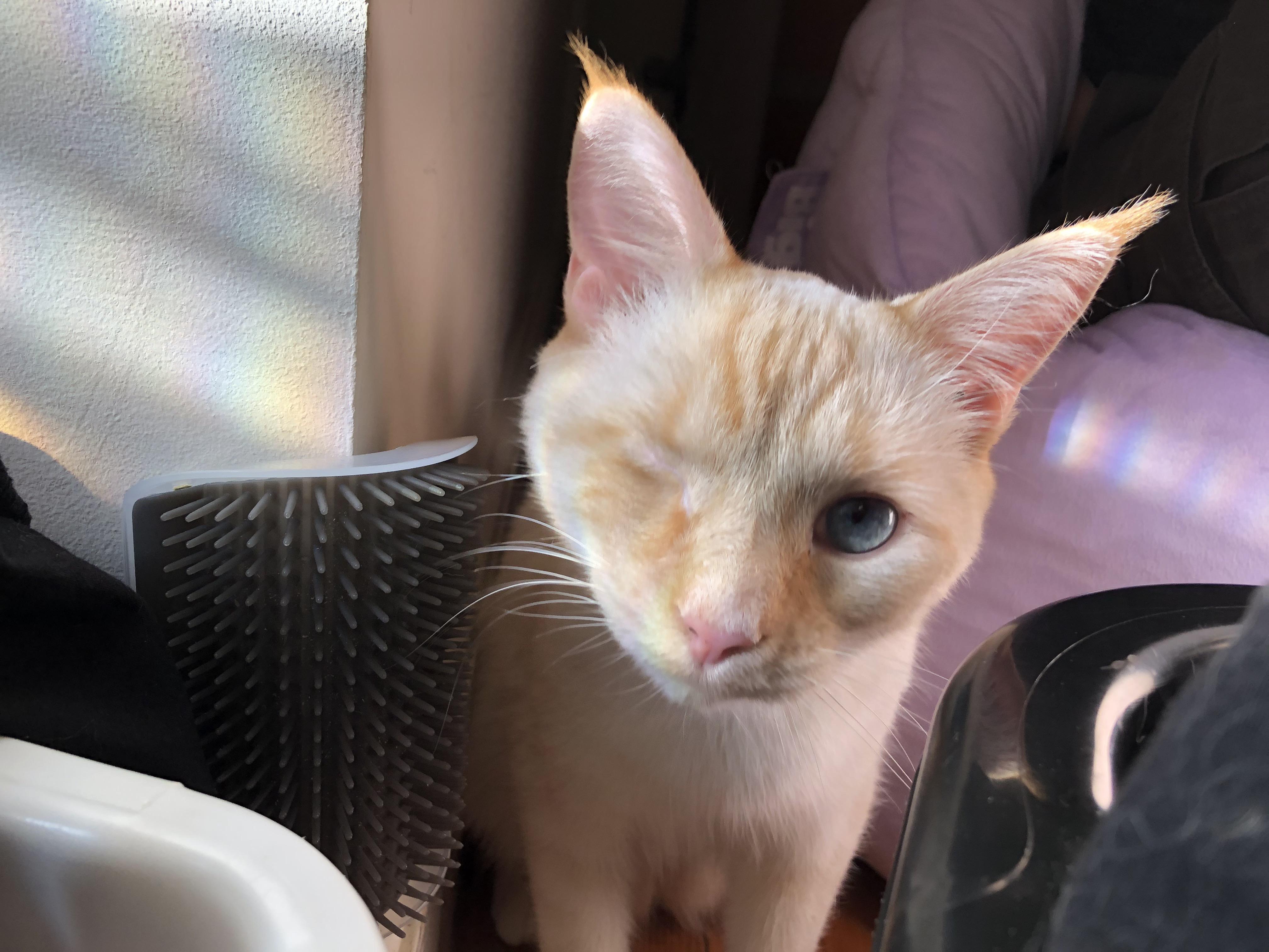 definitely the face that’s telling me to play with him.. my Popeye is