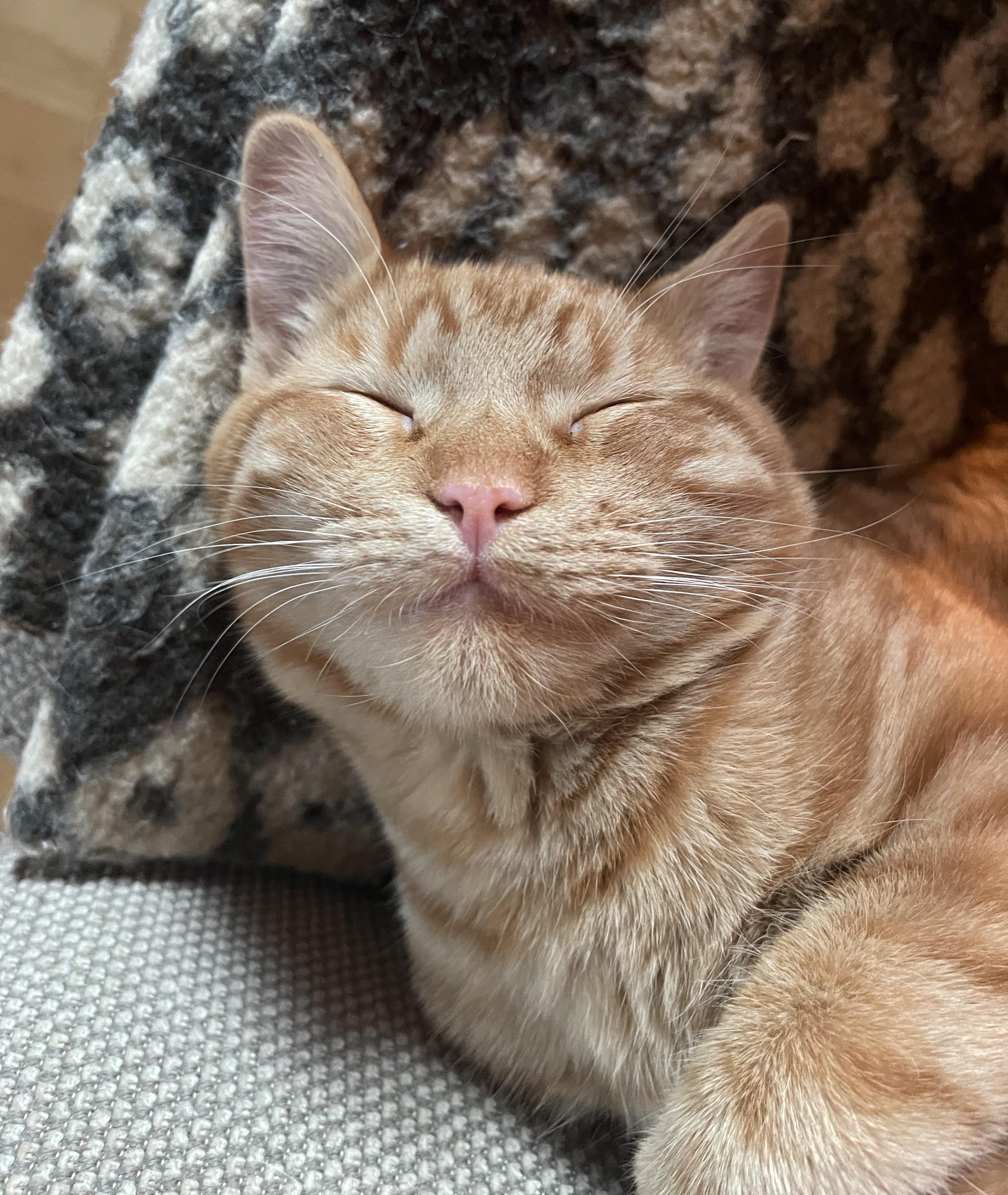 Here’s my 6 month old cat named Gizmo giving you a smile 💕💕 r/autism