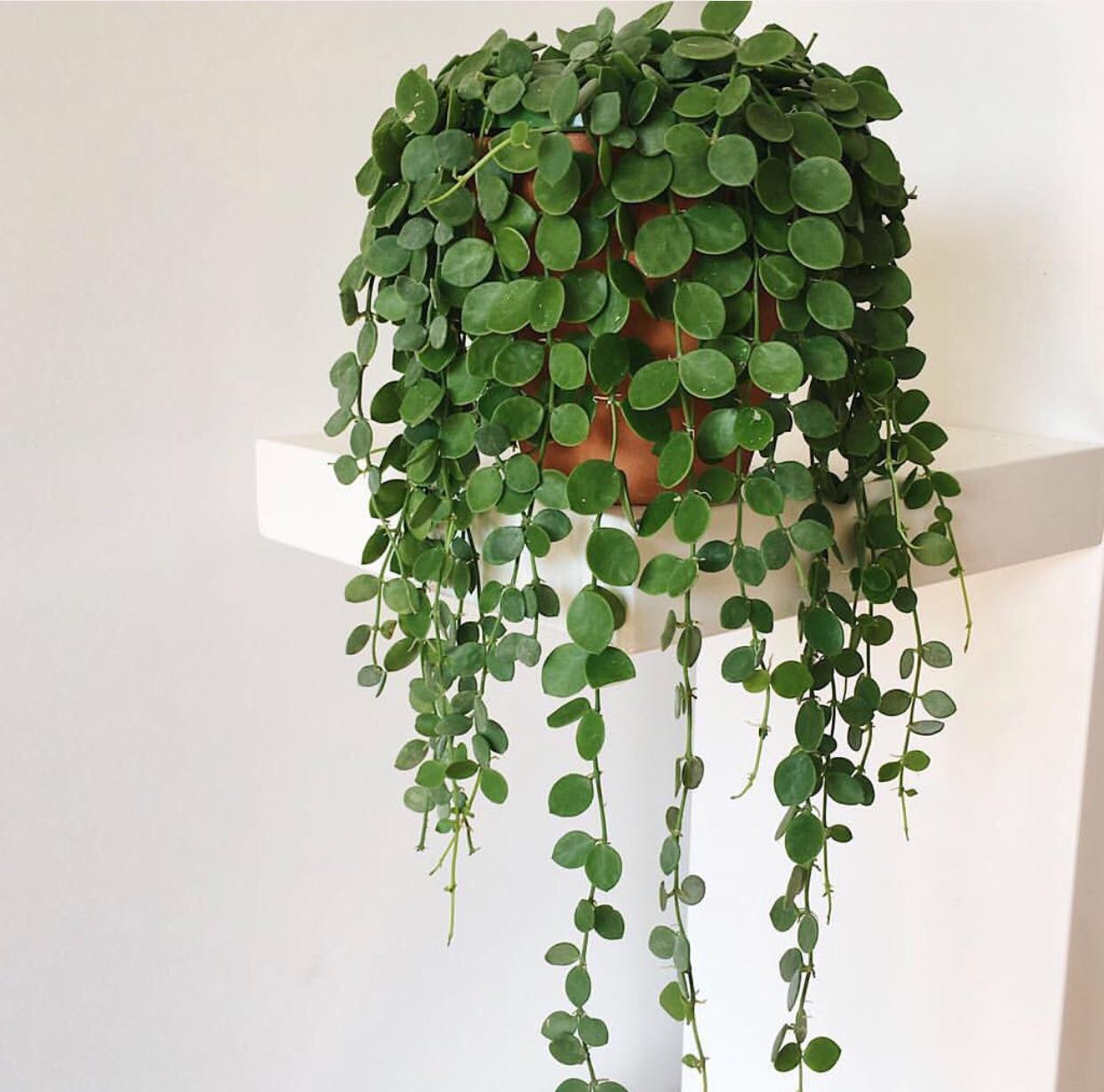Anyone know what this is? Saw it on Pinterest called “String of Coins”