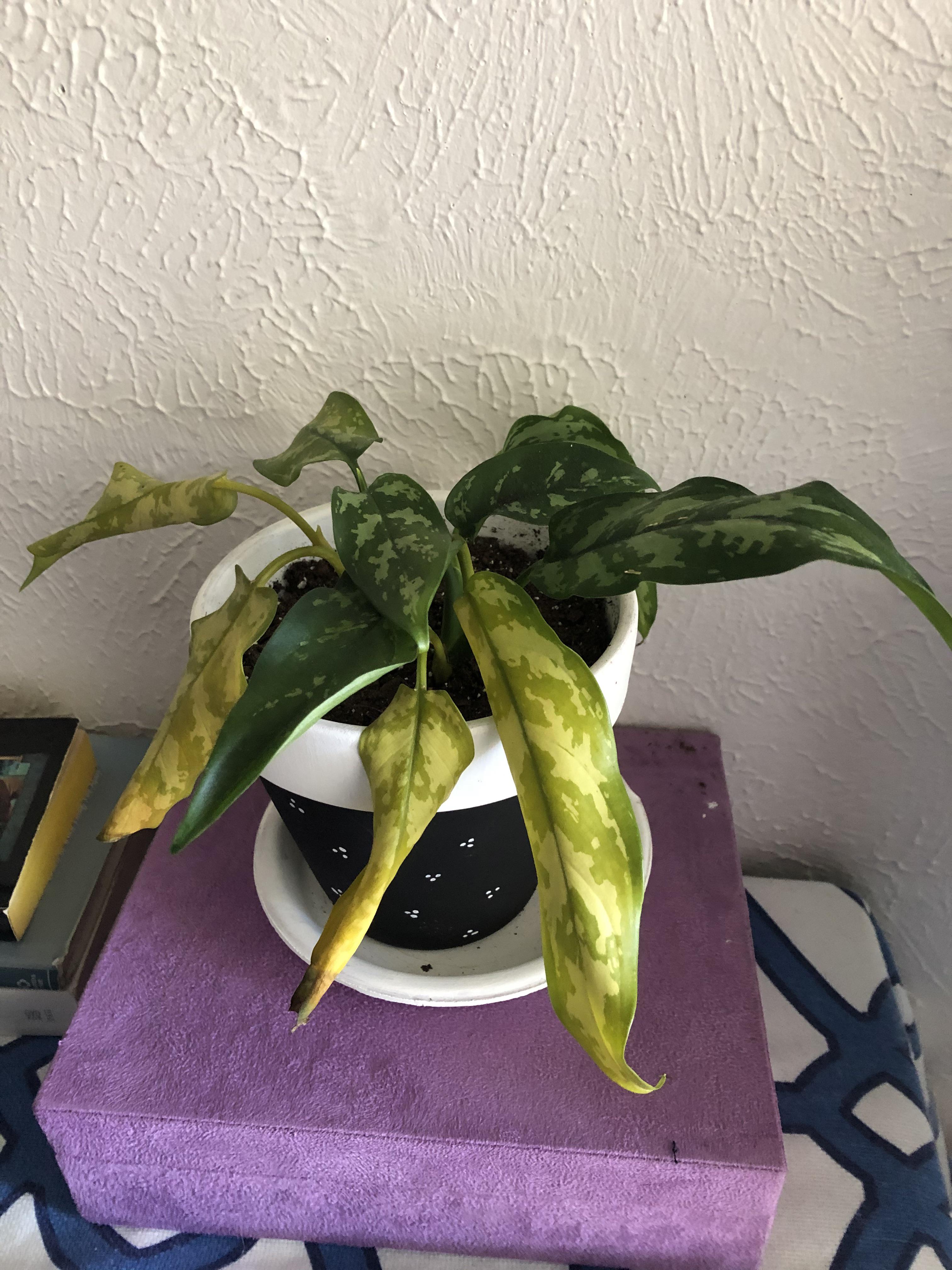 My Chinese evergreen is dying, how can I save it? r/plantclinic