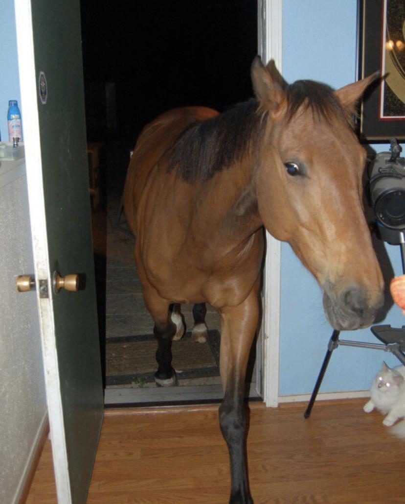Door horse r/CursedHorse