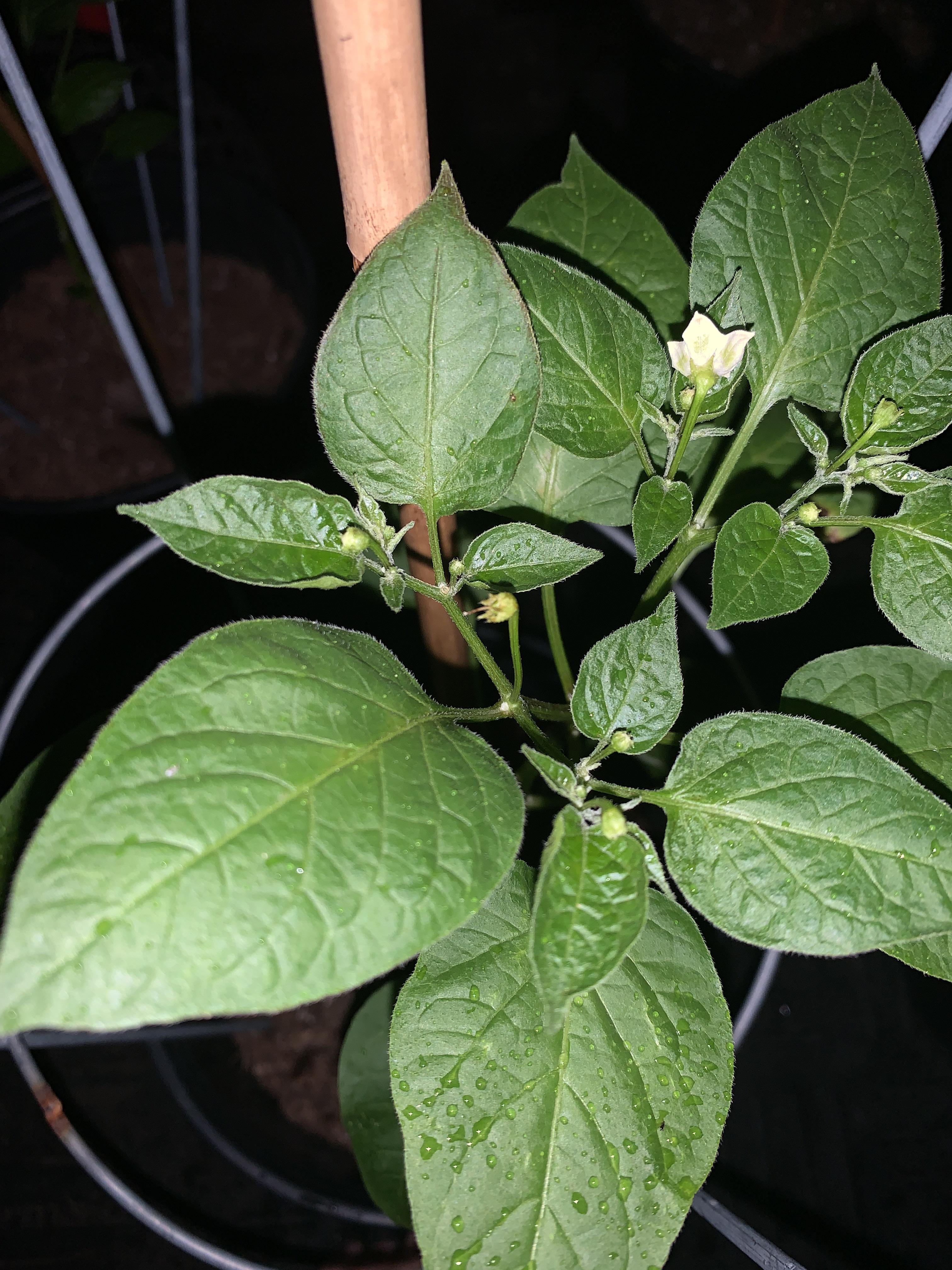 Is the pepper flower falling off natural? r/HotPeppers