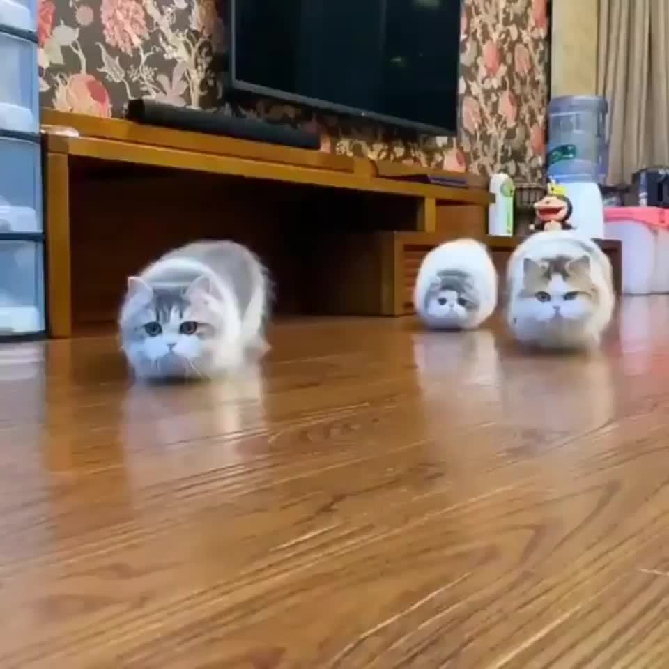 creepy cats Eyebleach