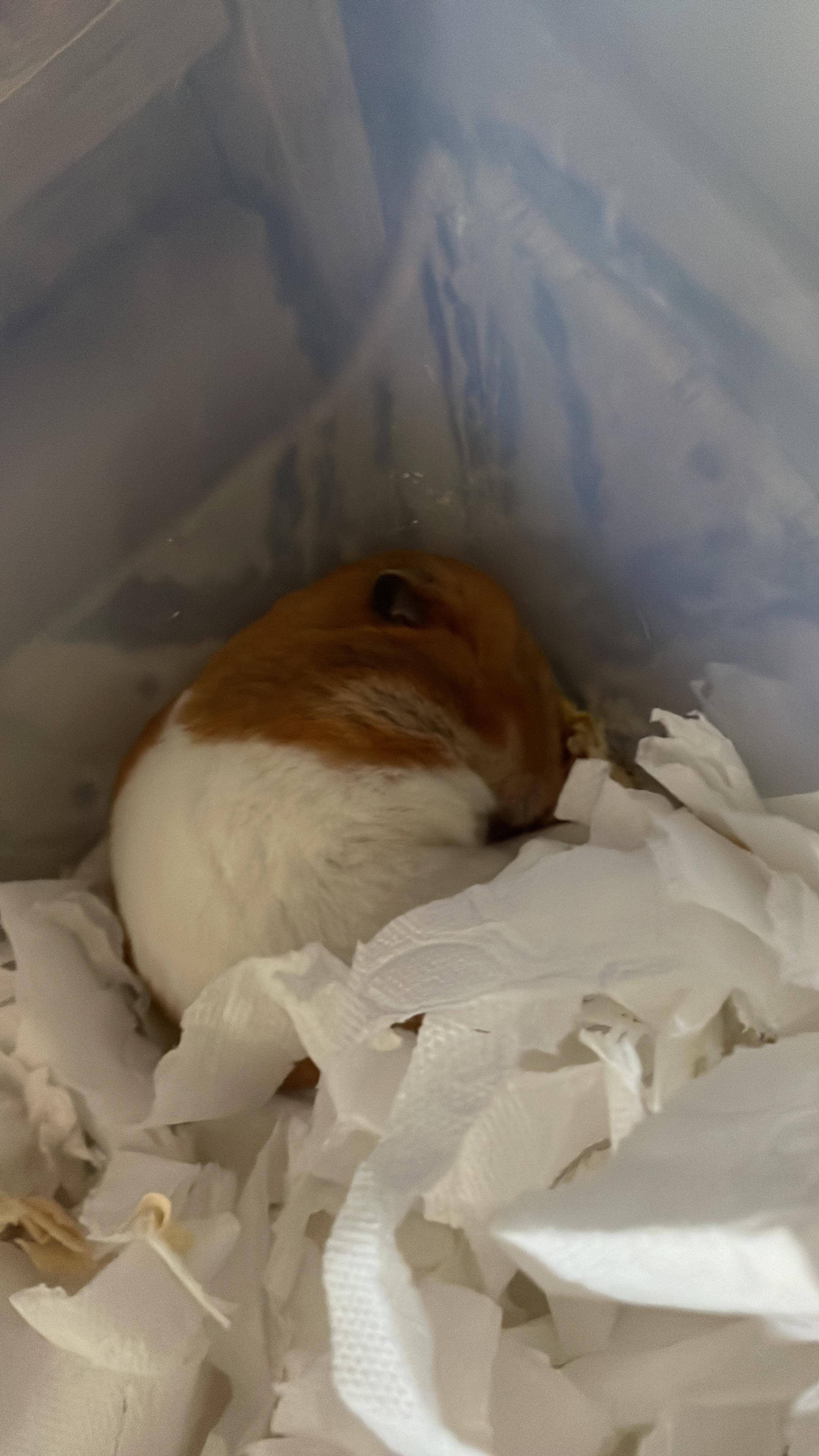 My little girl passed in her sleep last night r/hamsters