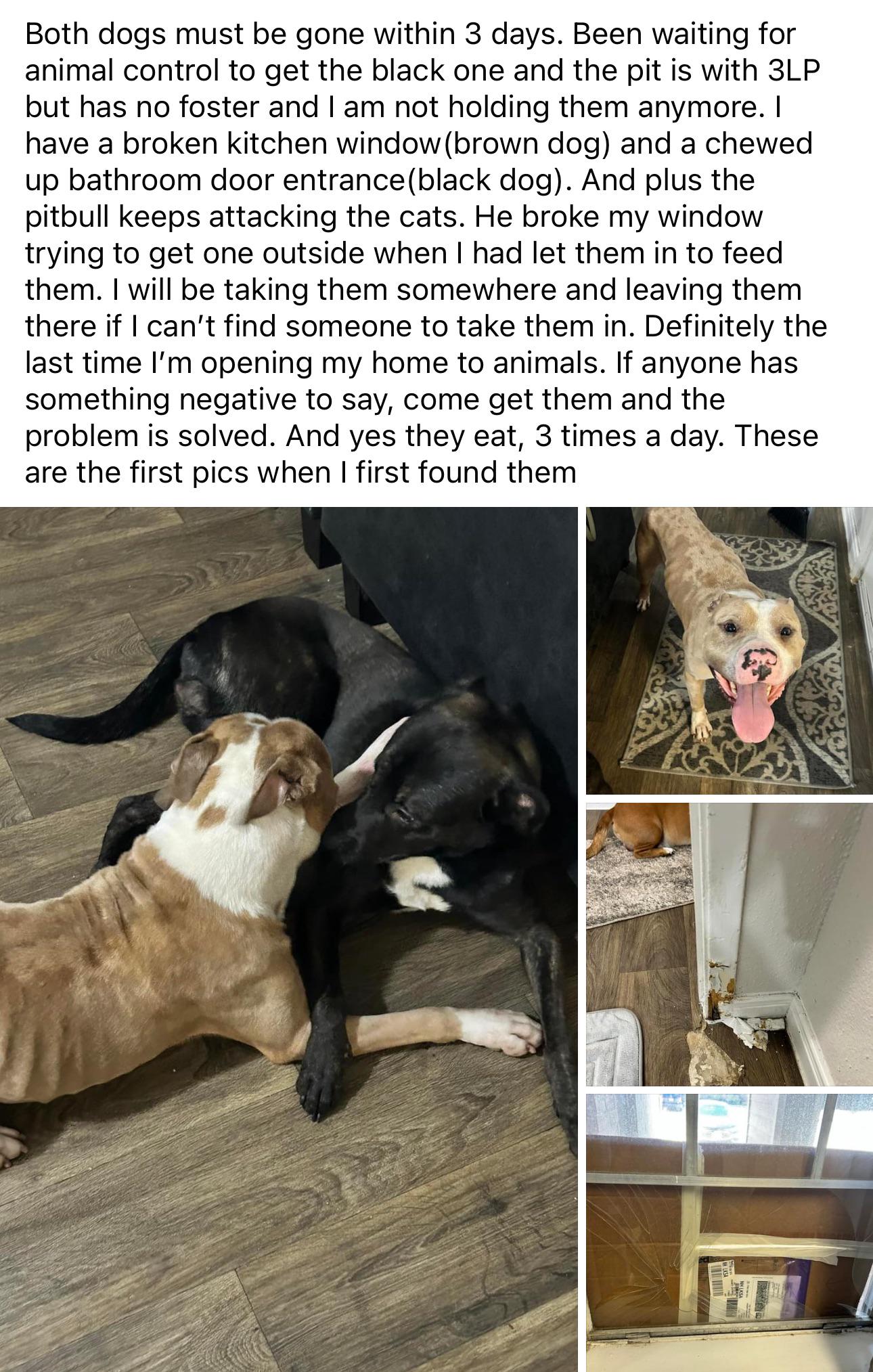 “Both dogs must be gone within 3 days…I have a broken kitchen window