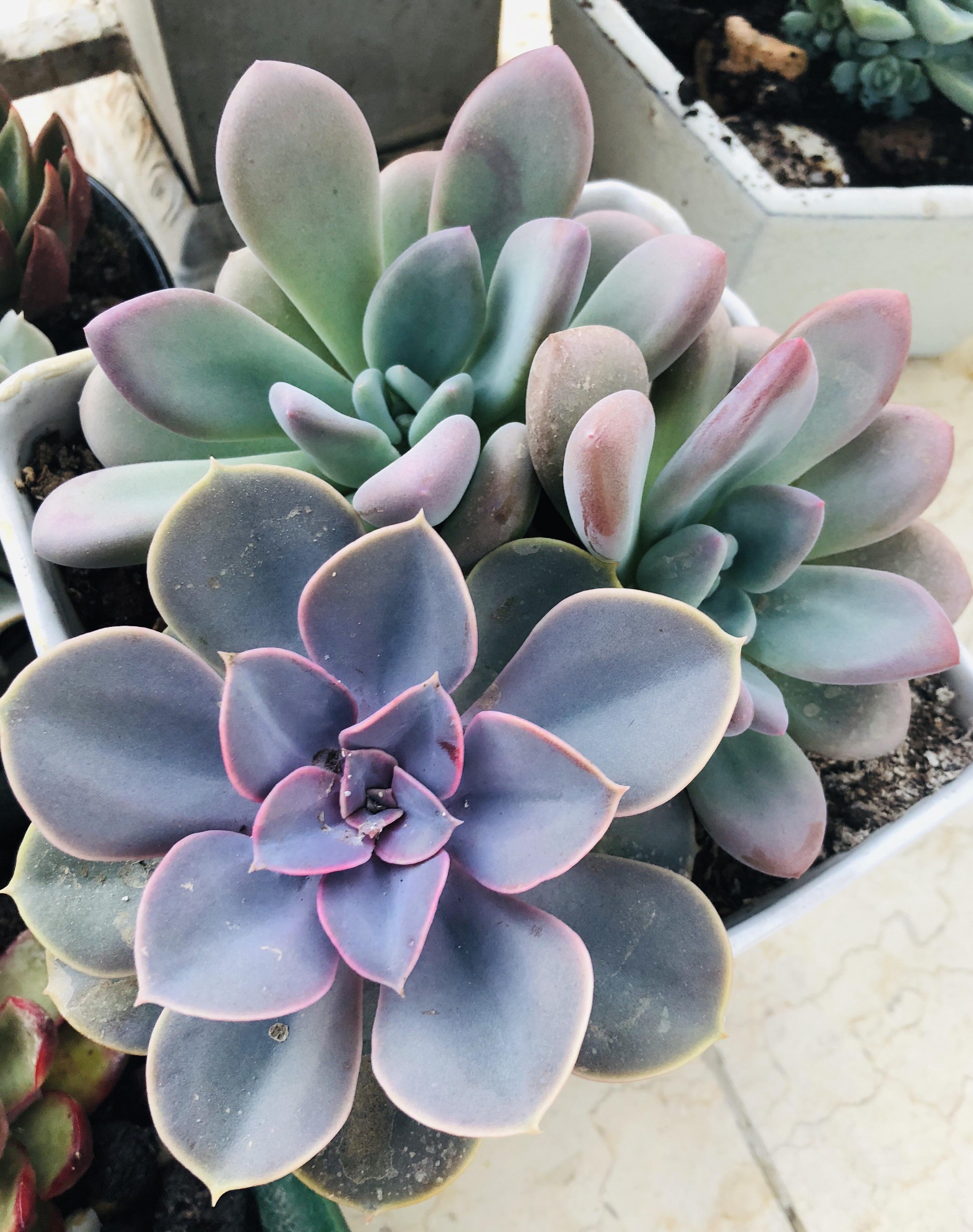 2486 best Crowded images on Pholder Earth Porn, Succulents and Travel