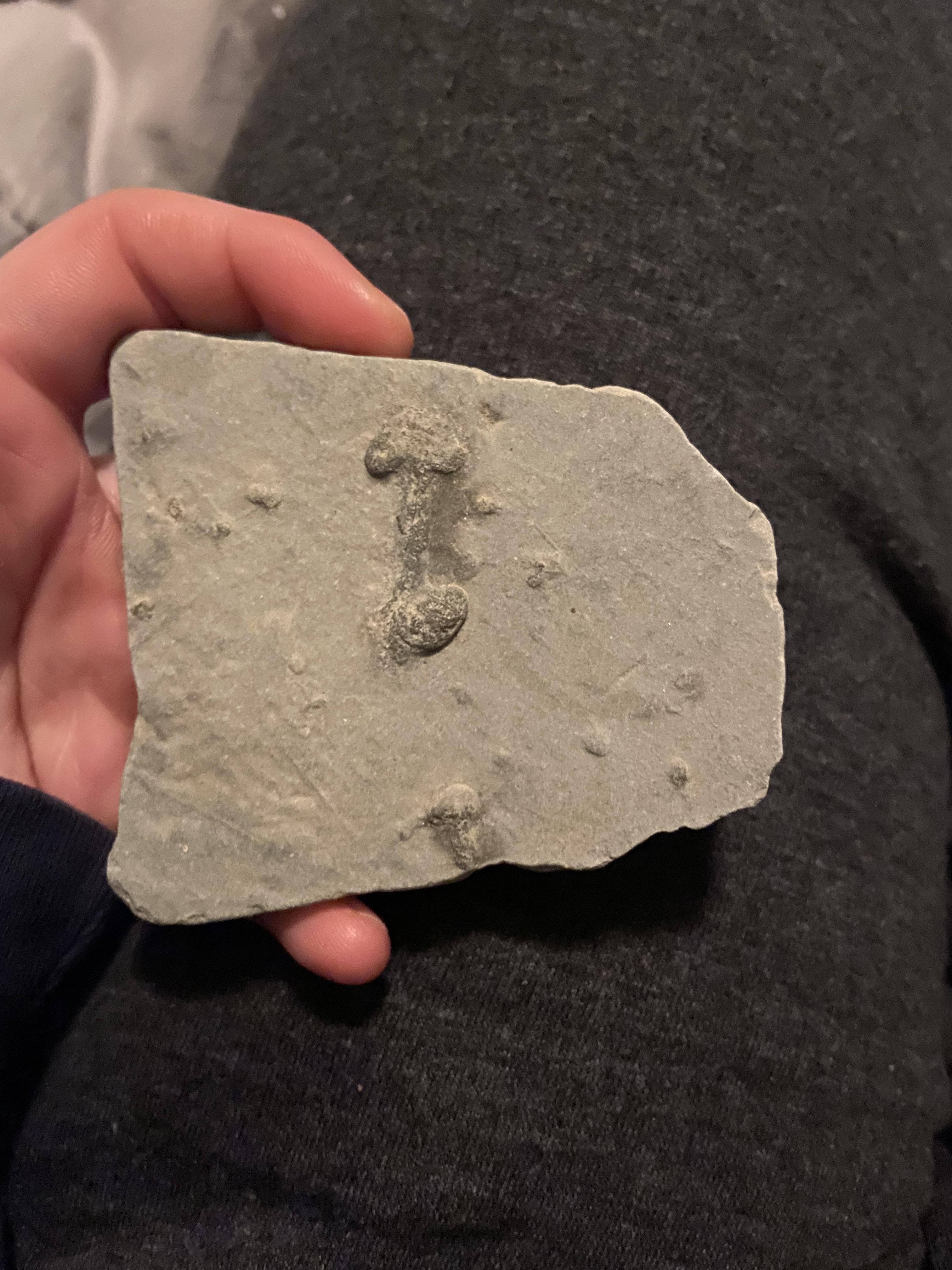 Anyone know what this fossil is of? I found it in a river bed in