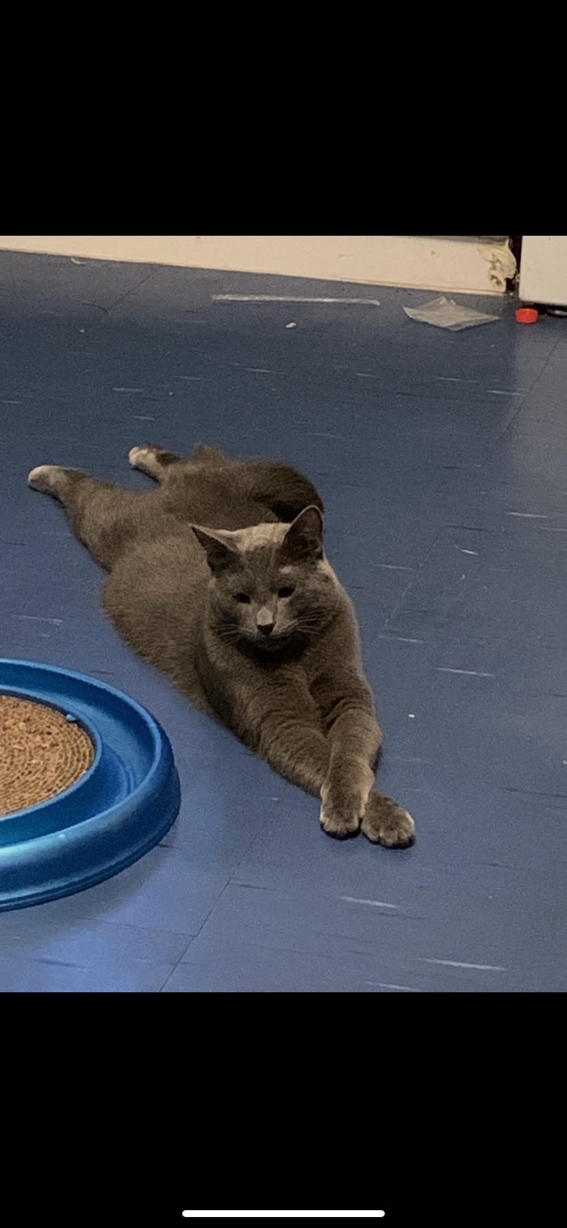 Funny Fat Cats With Guns