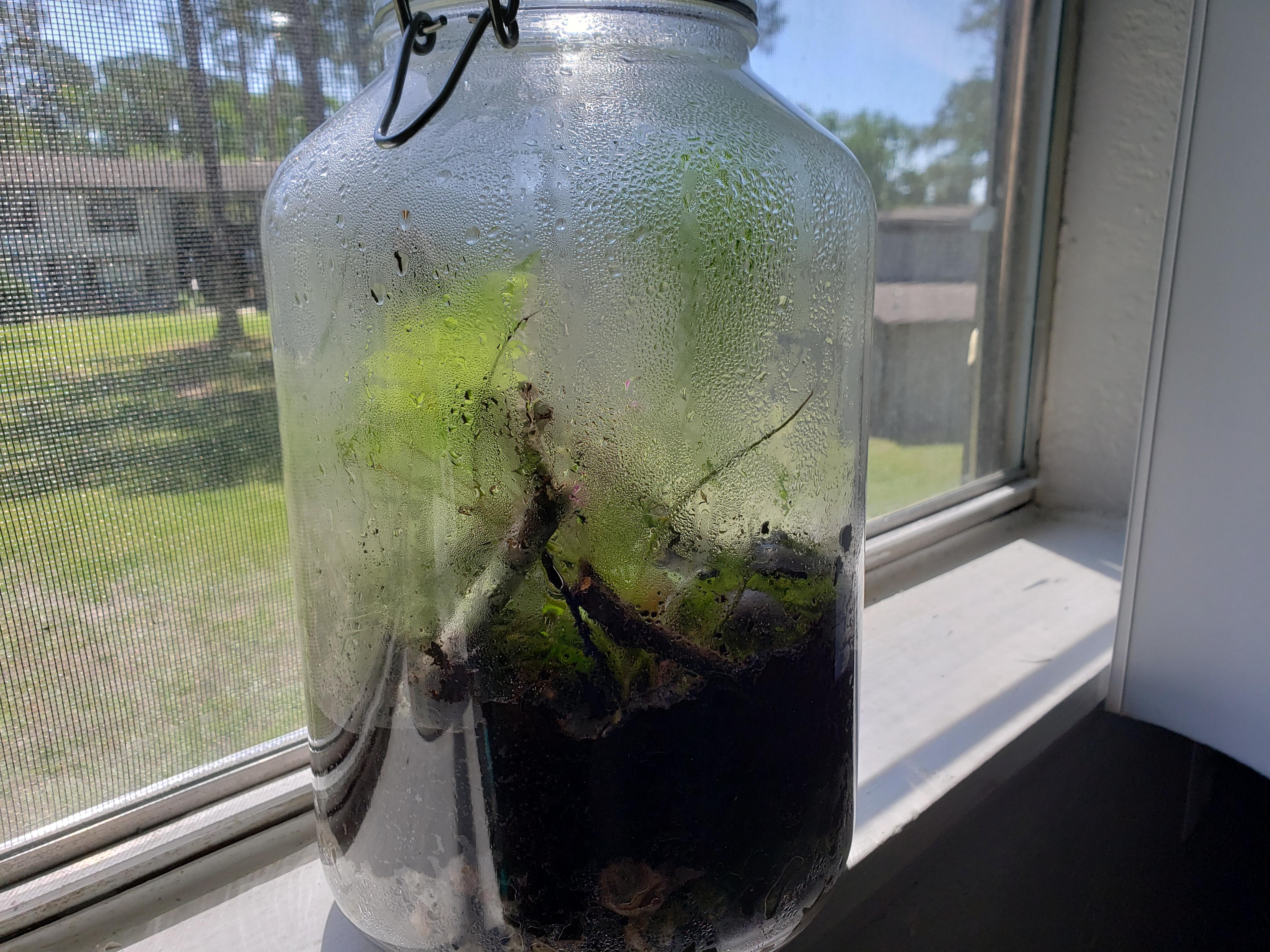 New to terrariums, simple florida native terrarium... did I get it too