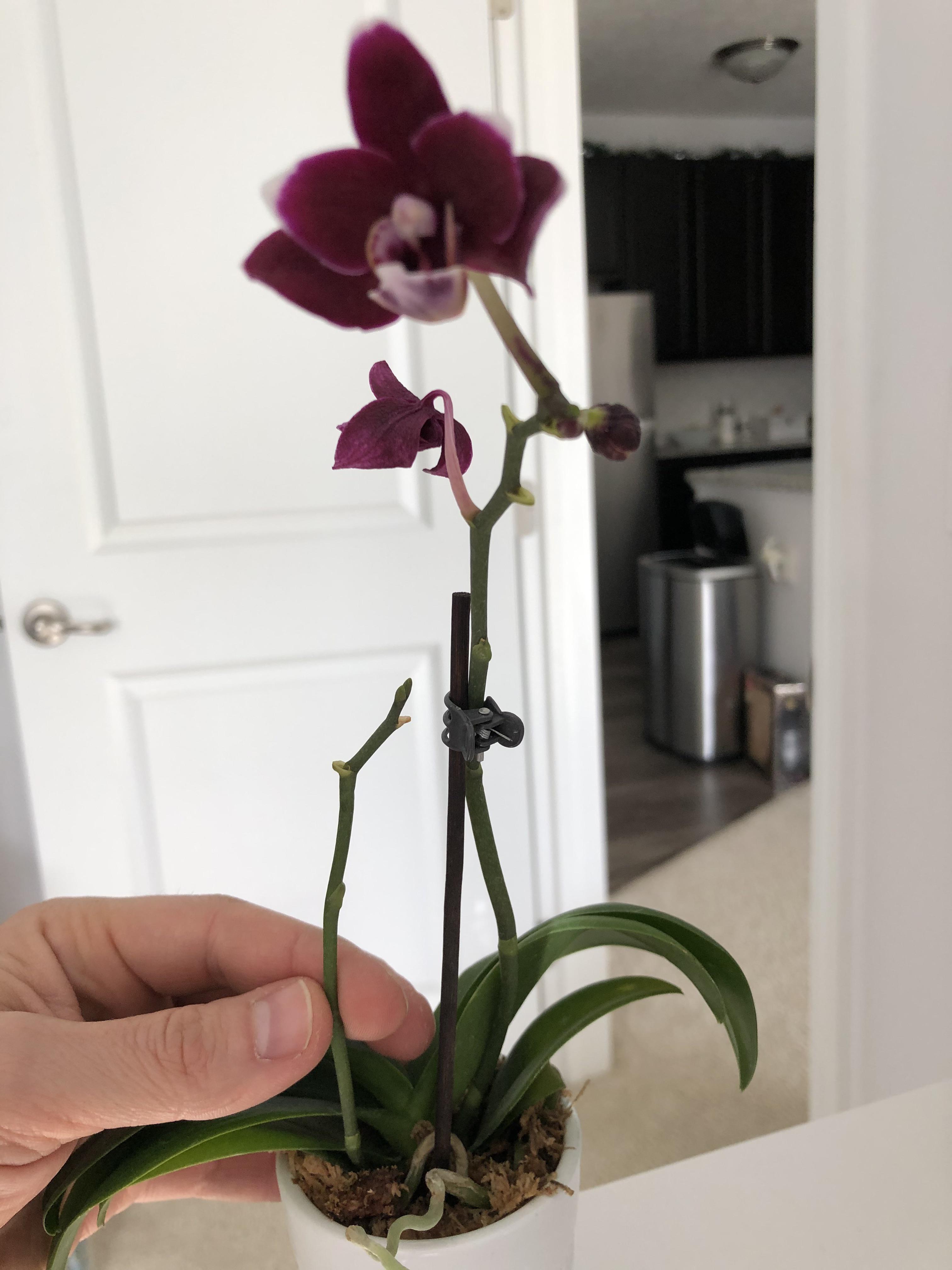 Should I cut this stem off? If so, where should I make the cut? r/orchids