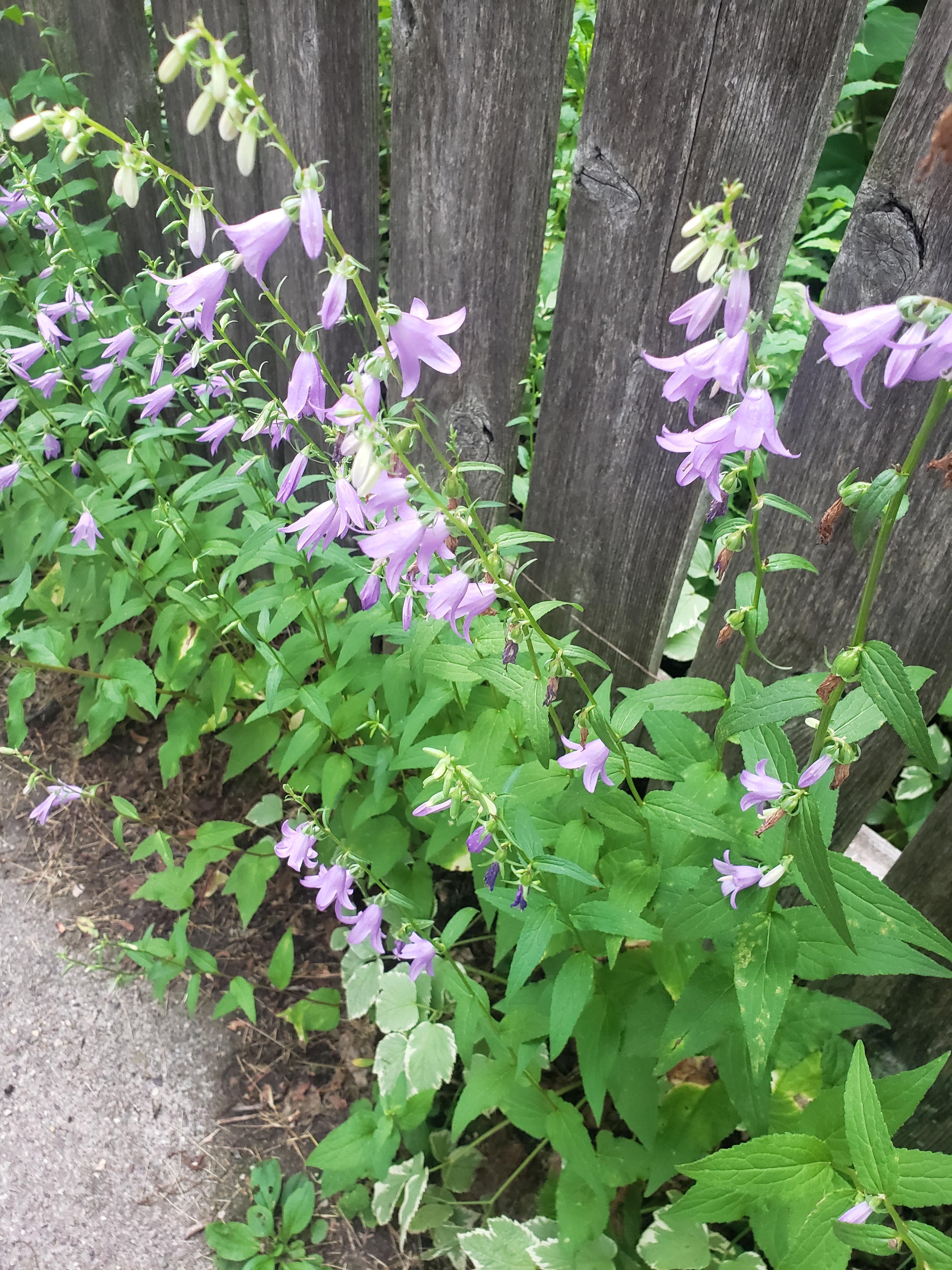 FYI this is Creeping Bellflower and it's highly invasive... pull it all