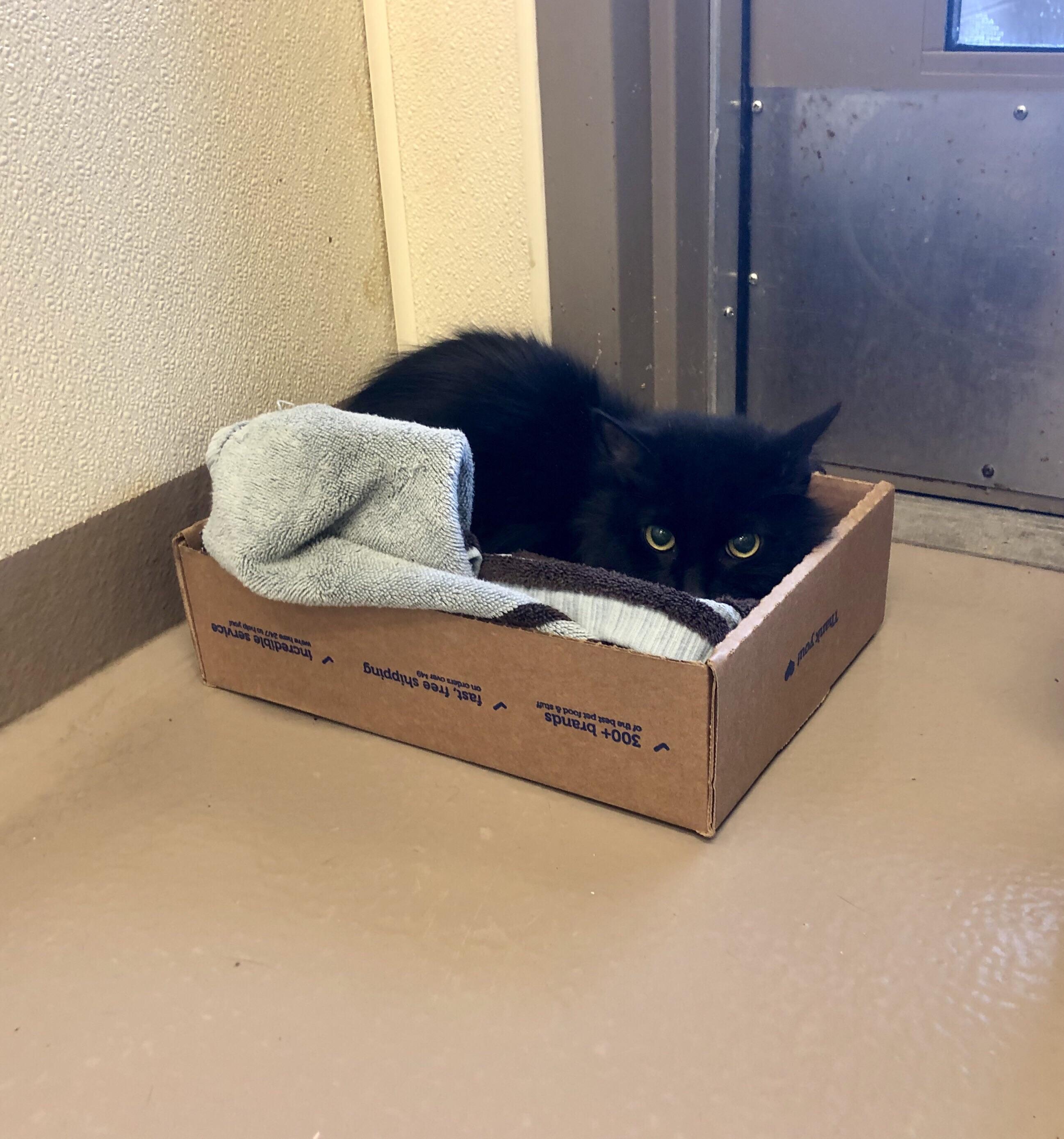 At my local animal shelter, this little guy was not leaving his safe
