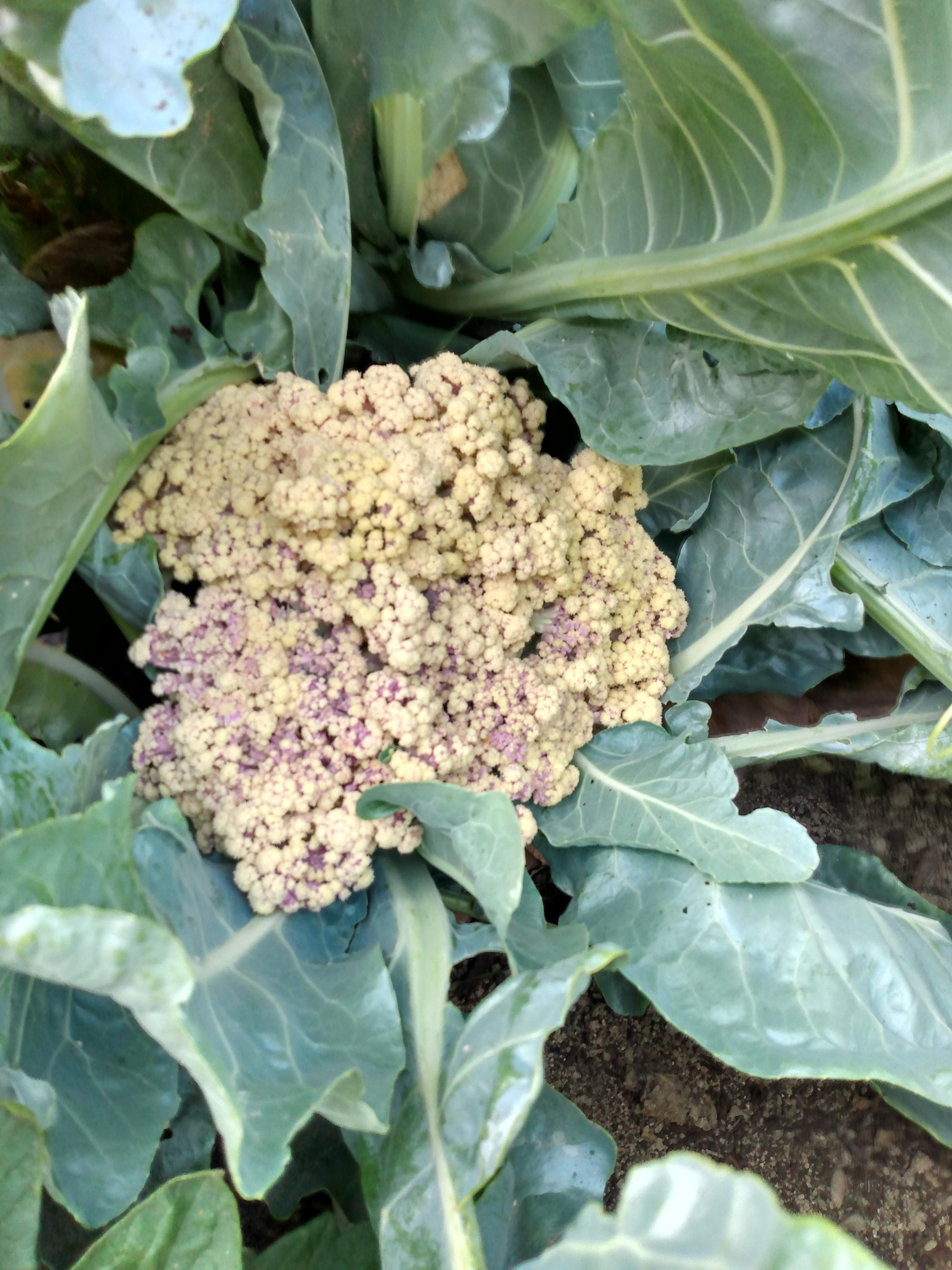 Is my cauliflower ready to harvest? What's the purple stuff on it? r/vegetablegardening