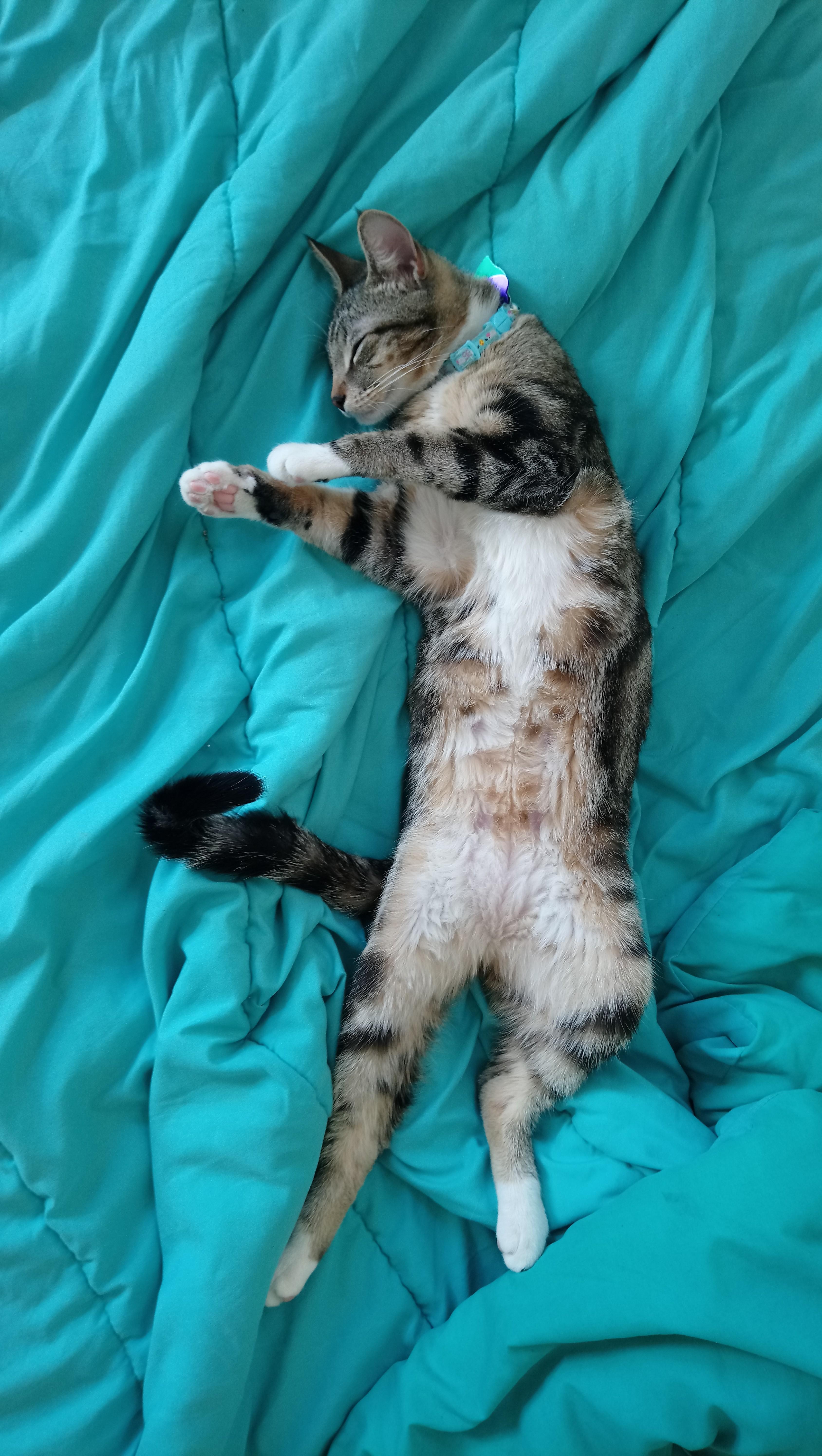 PsBattle this cat laying down