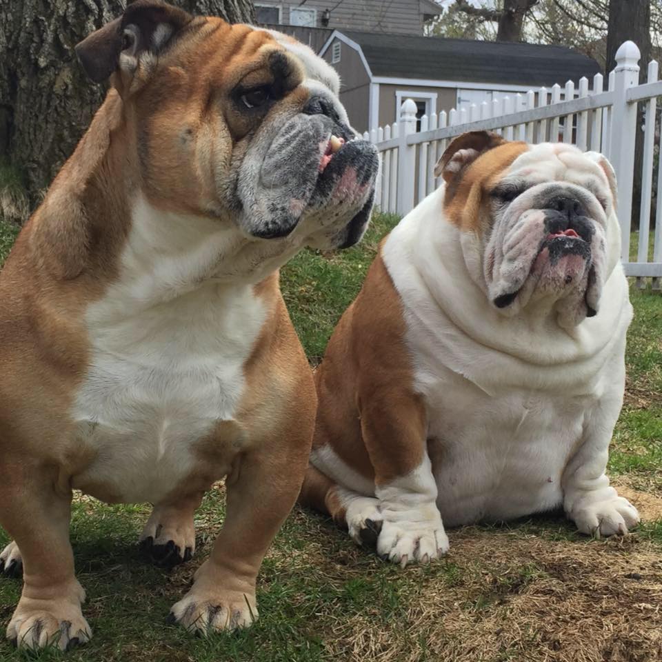 The chubbiest English Bulldog I've ever seen! r/Bulldogs