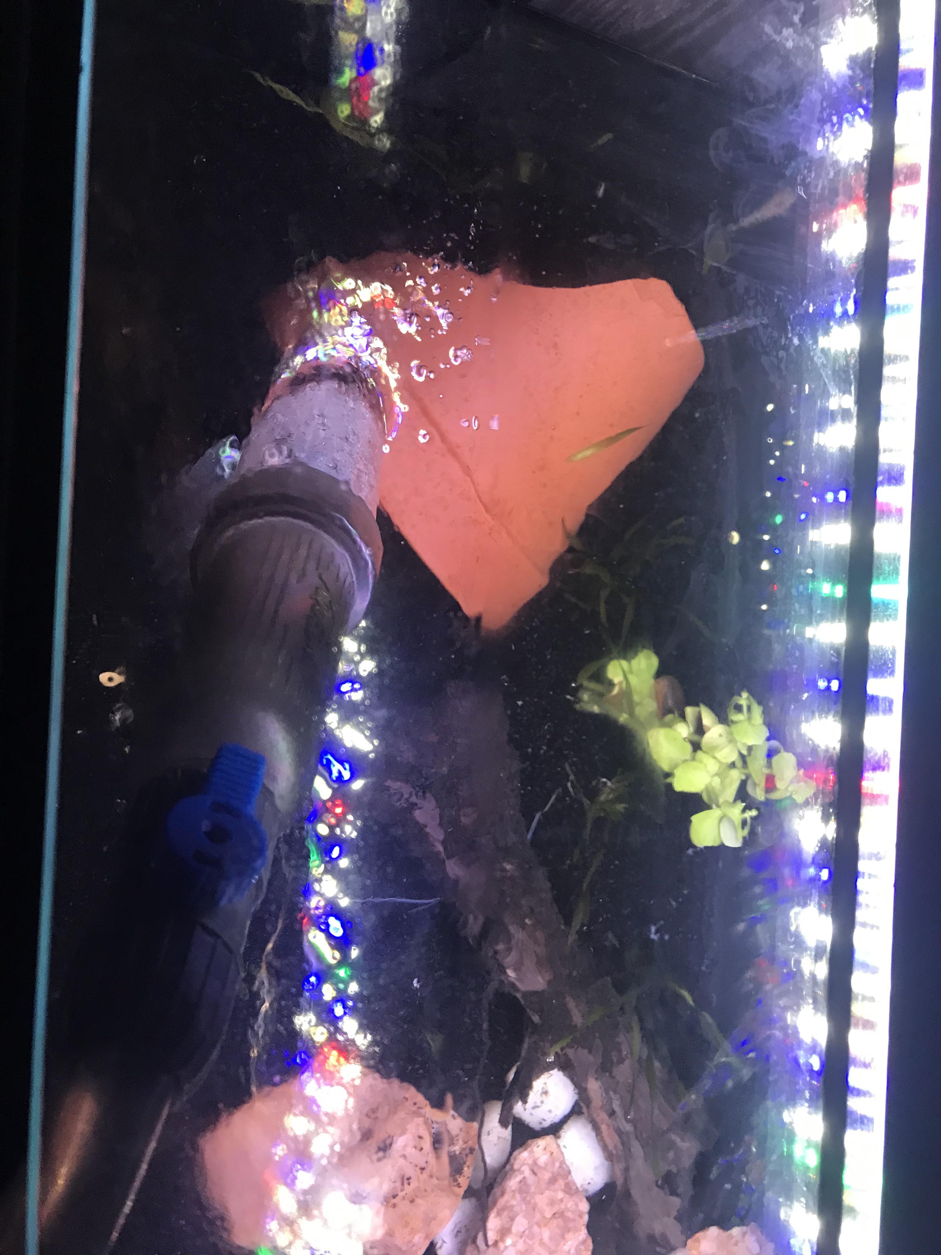 How do you guys keep the glass top of your aquarium’S so clean and not