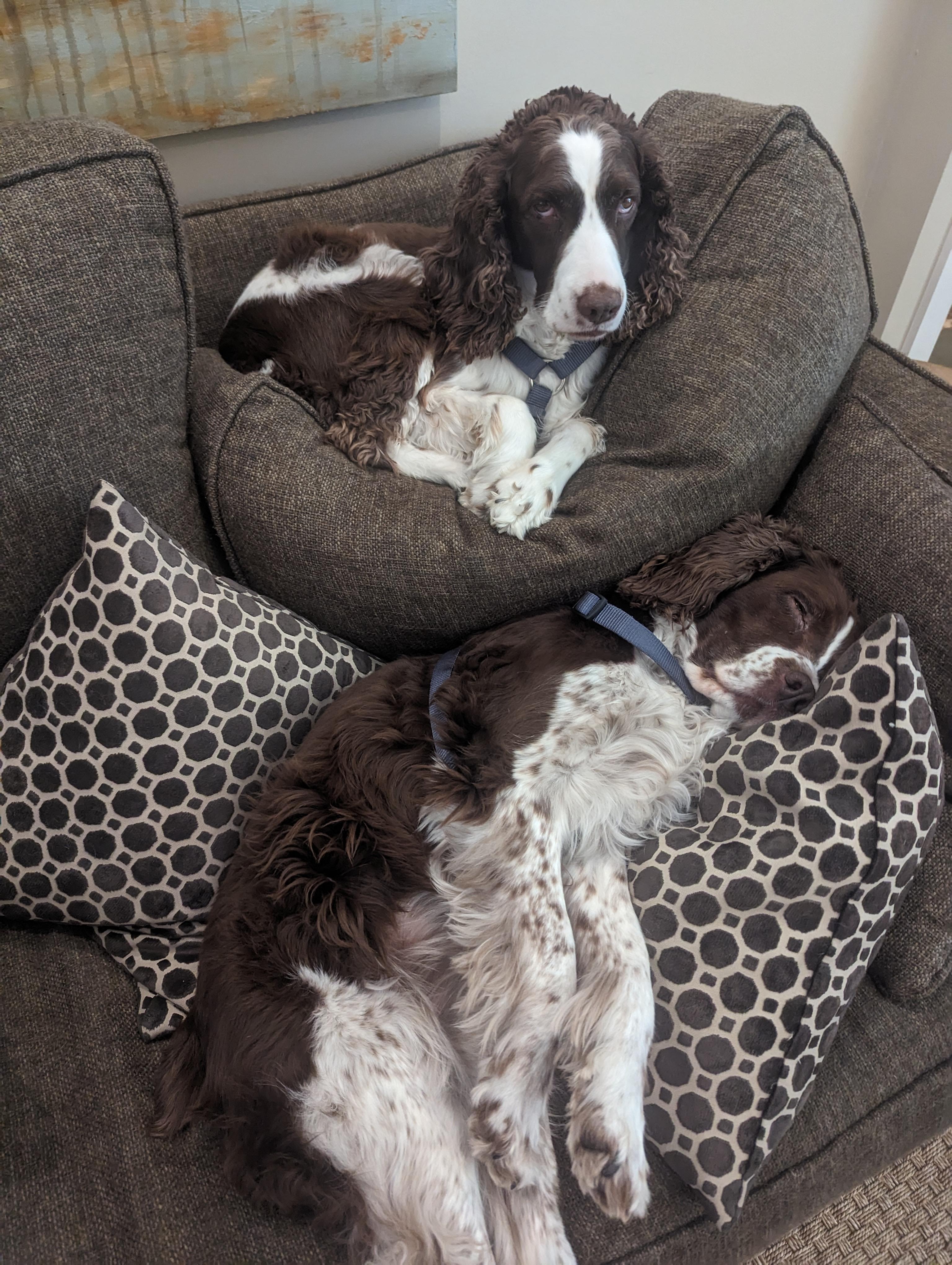 Not pictured Perfectly good dog bed, just out of frame. r