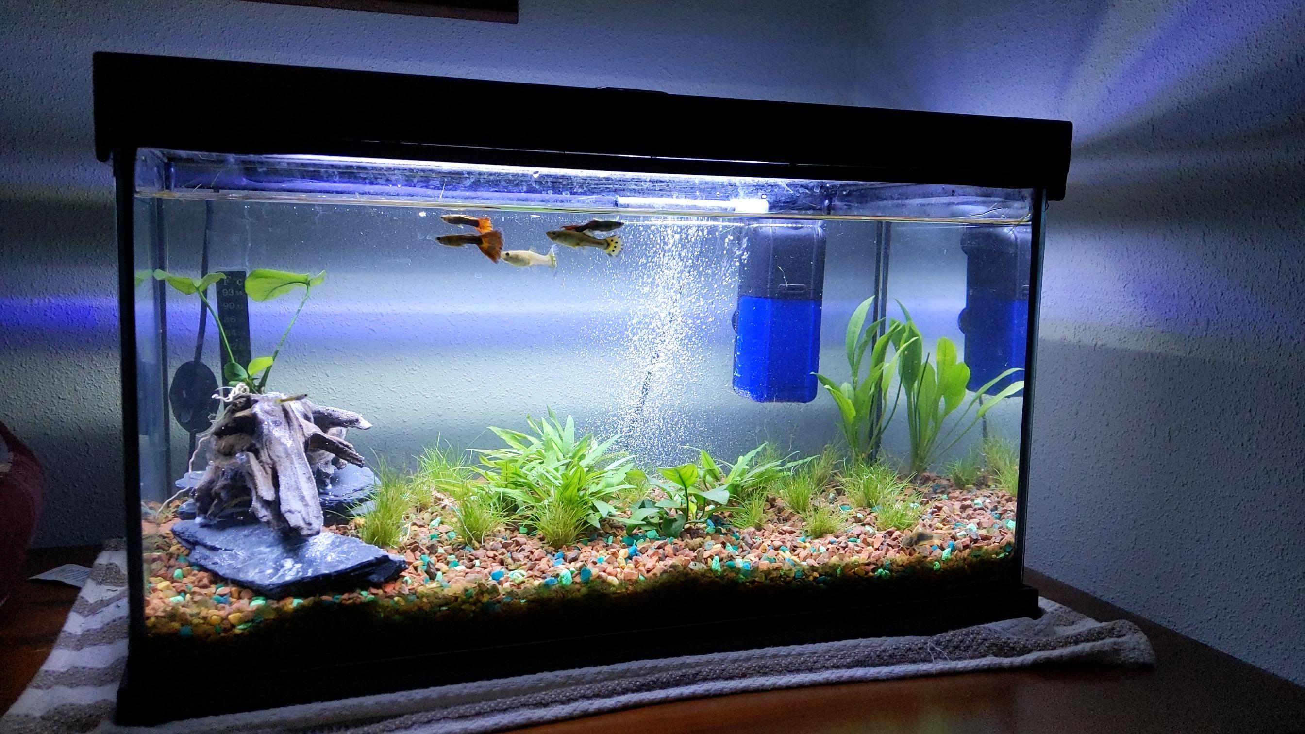 First attempt. 10 gallon guppy tank. r/PlantedTank