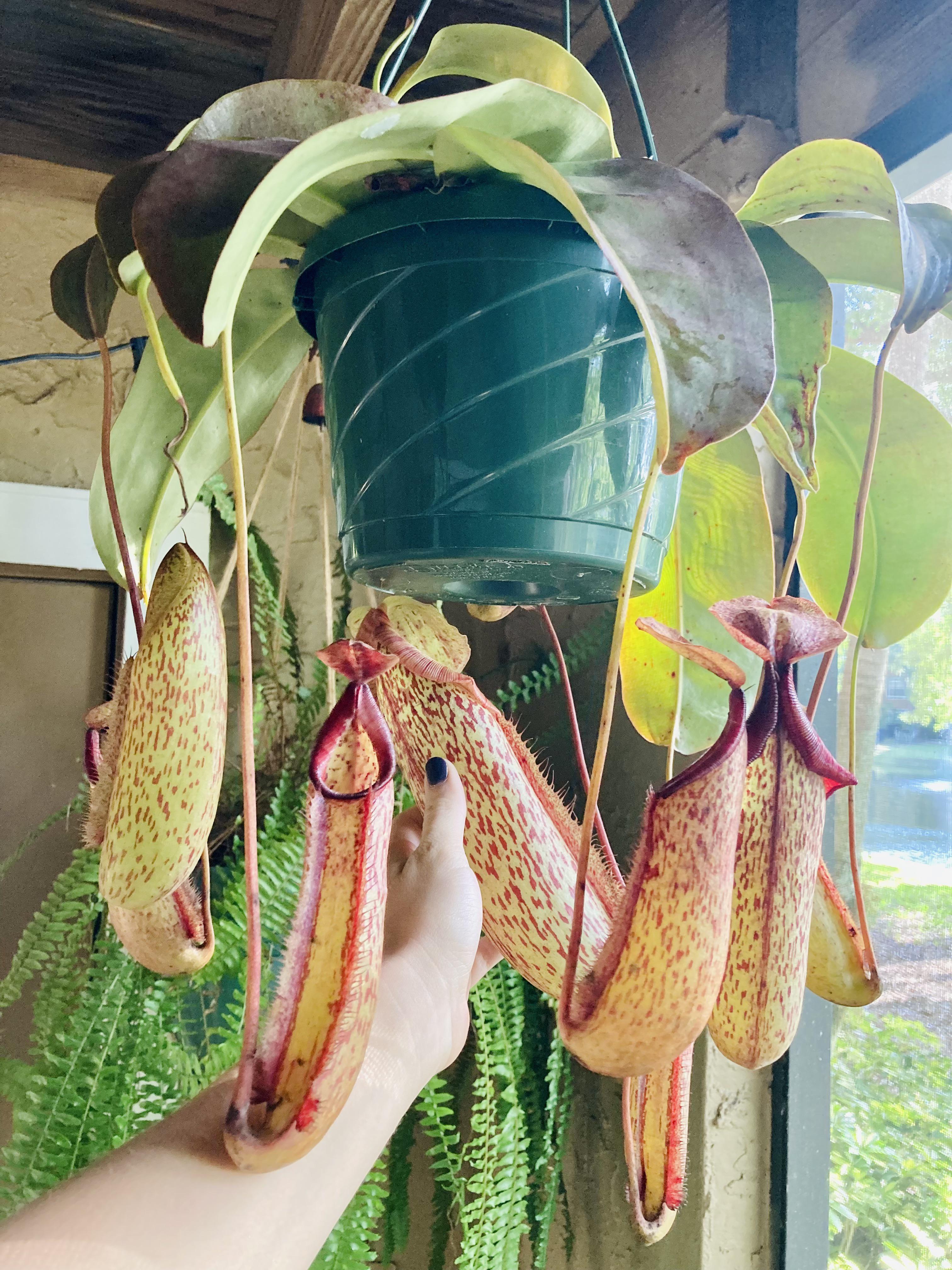 Found this giant pitcher plant at my local plant shop 🥲 houseplants