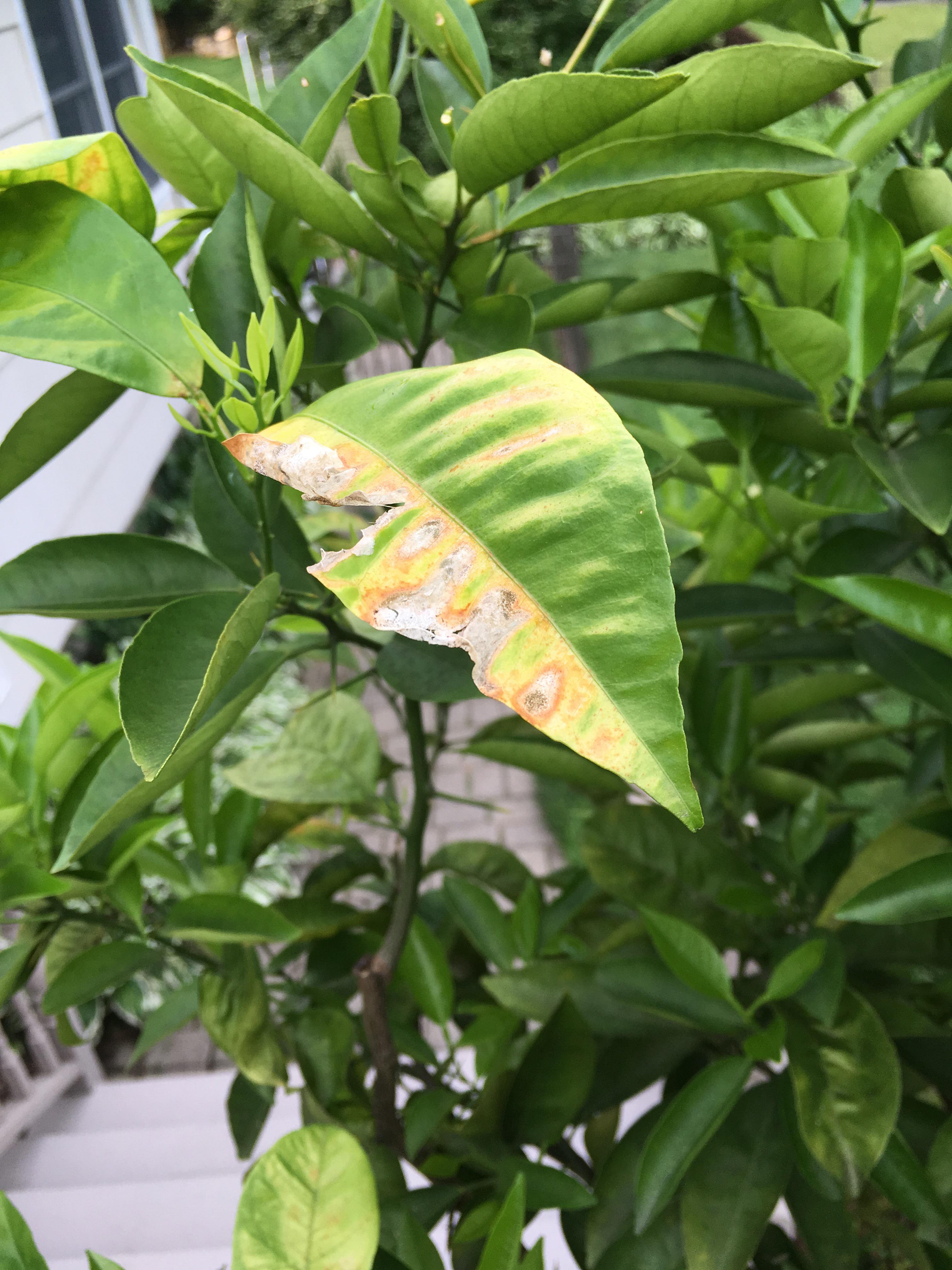 What’s up with my clementine tree? r/plantclinic