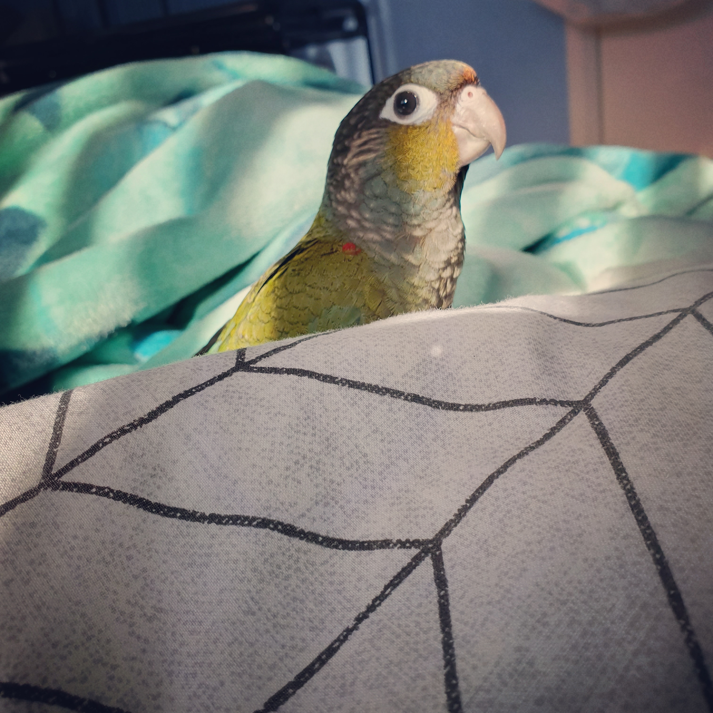 Lil munchkin is settling in really quickly! Seems to be getting a lil