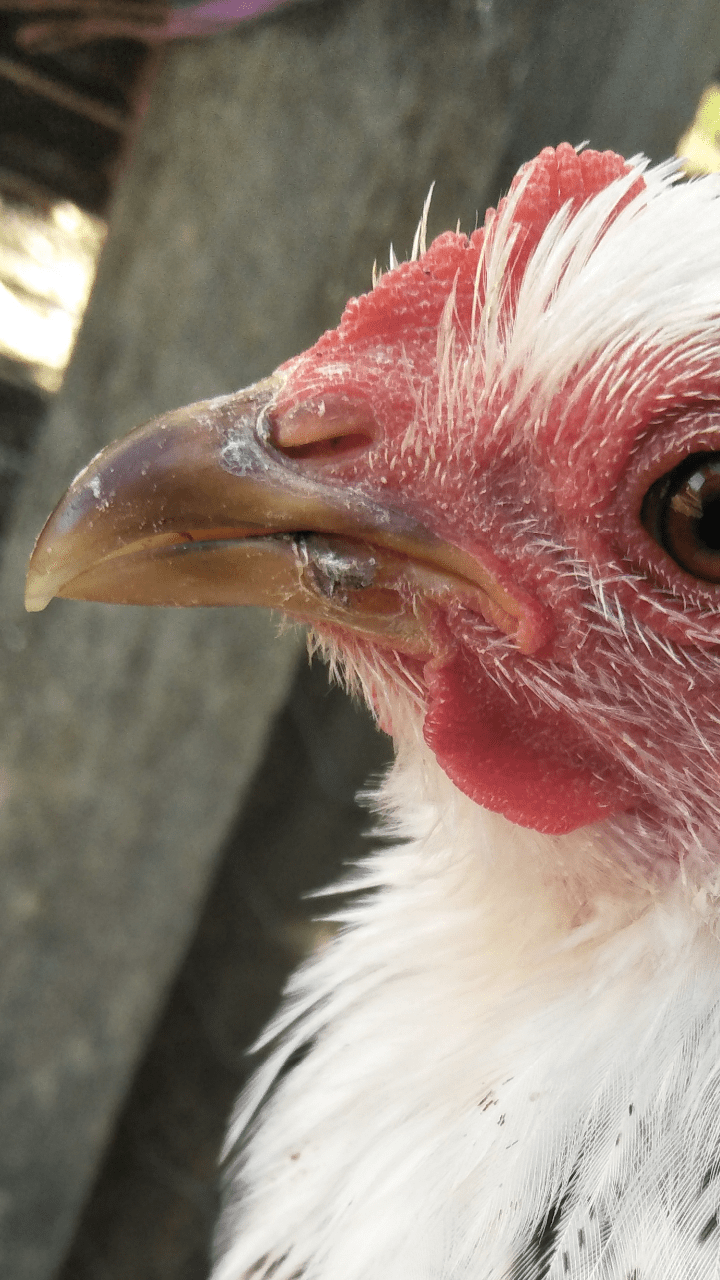 Chicken has dark lump on her bottom beak. Worried it could be cancer