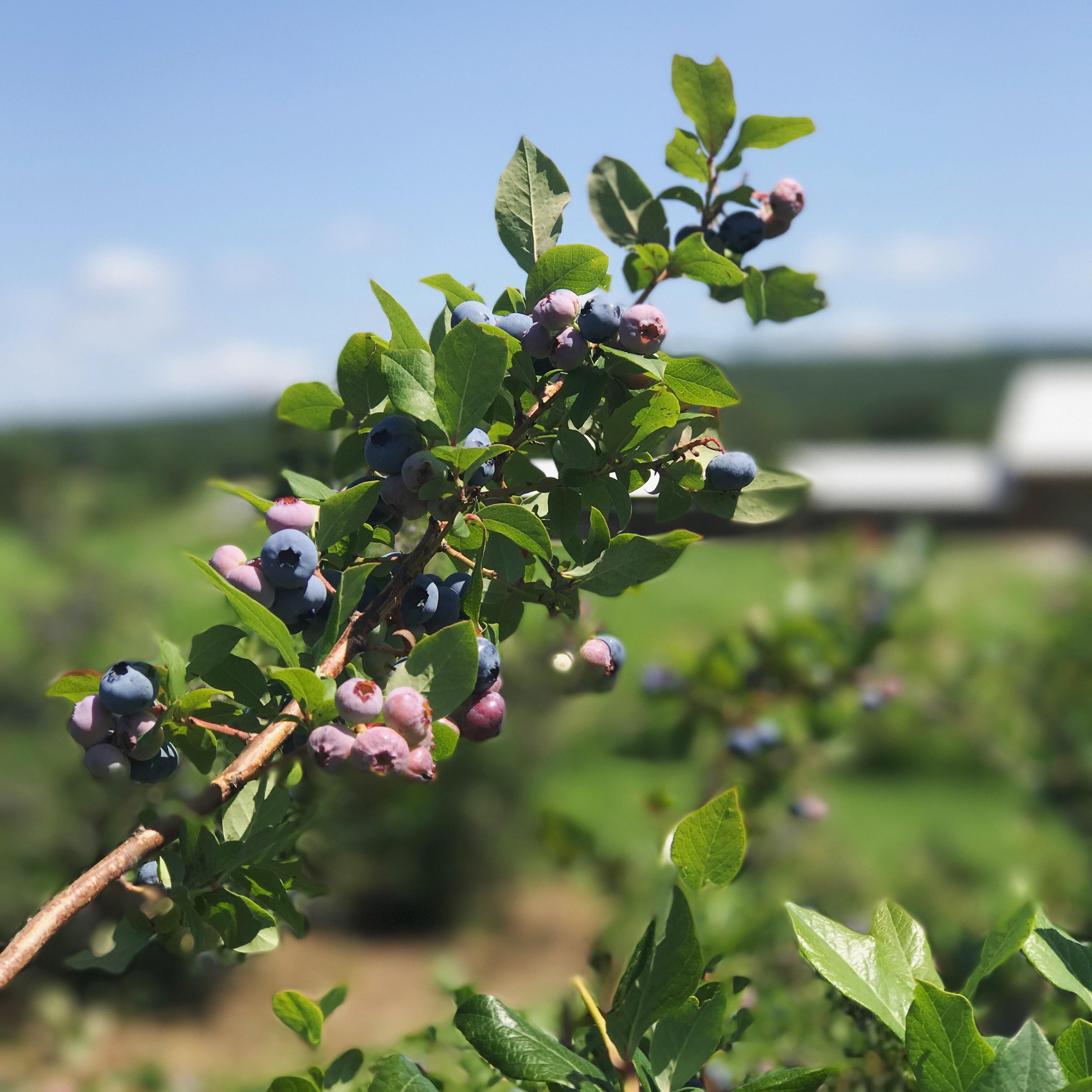 Went berry picking in Williston today. r/vermont