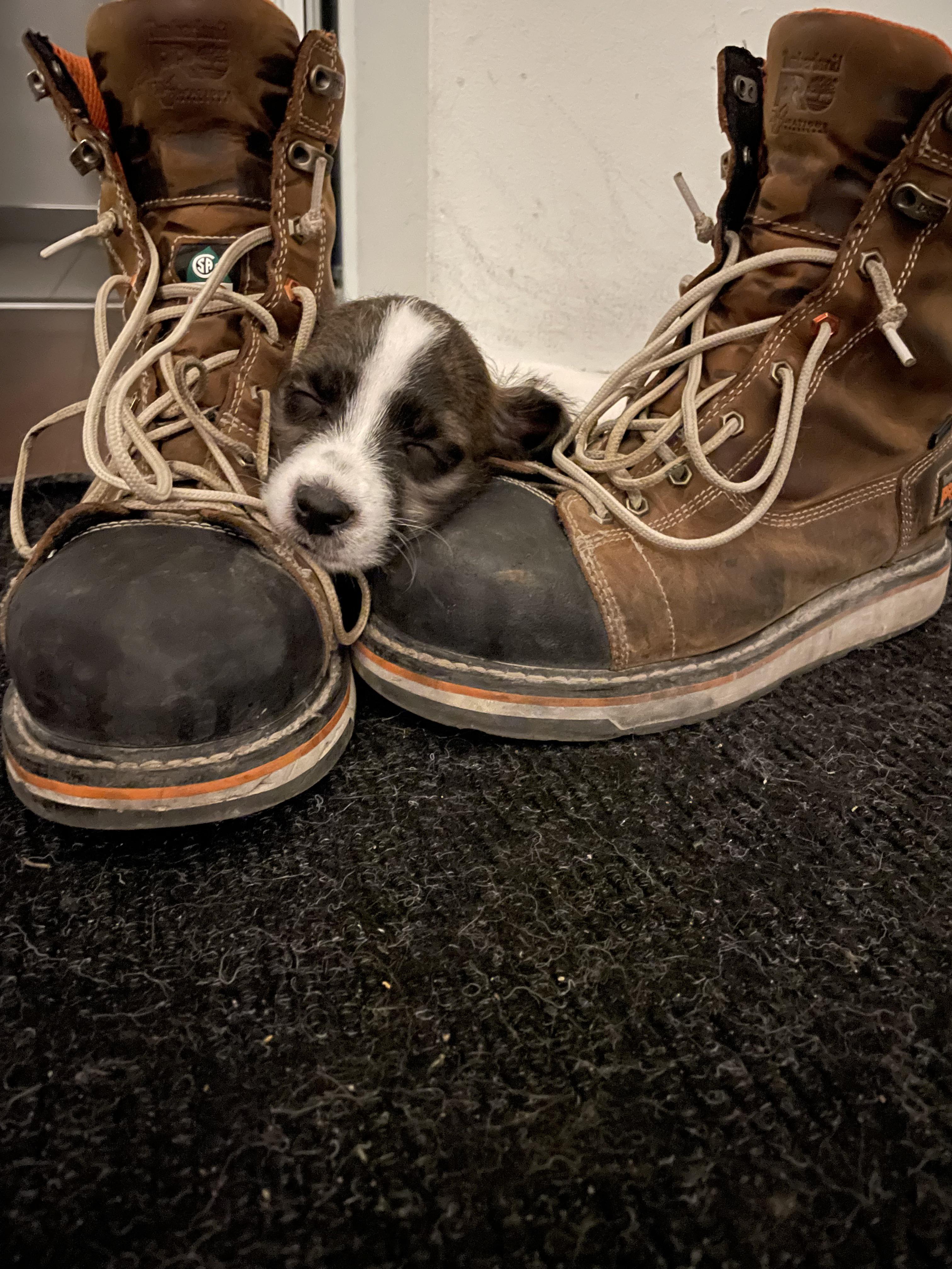 My very first dog, sleeping on my boots r/aww