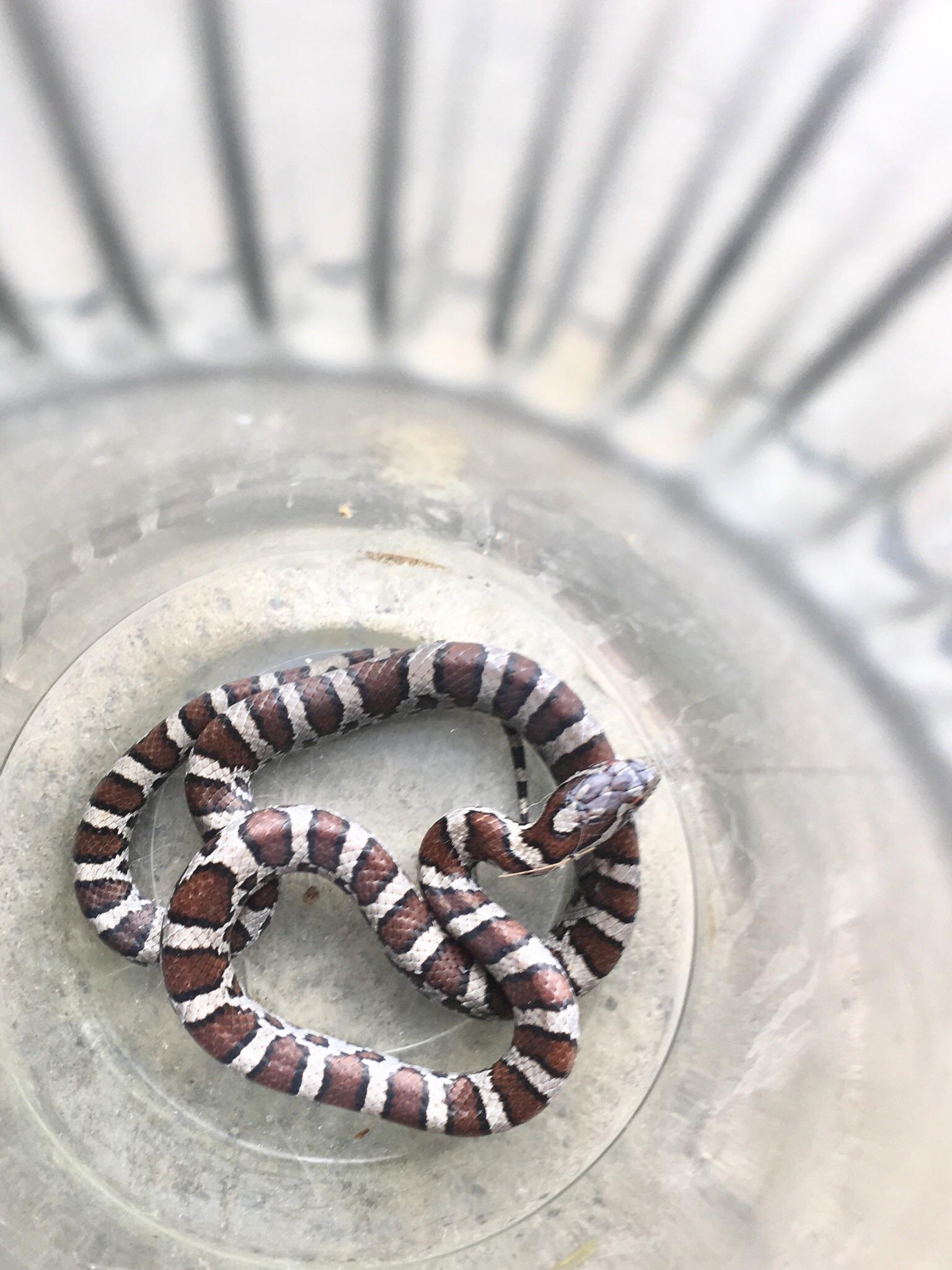 Found this little milk snake in my garage. r/snakes
