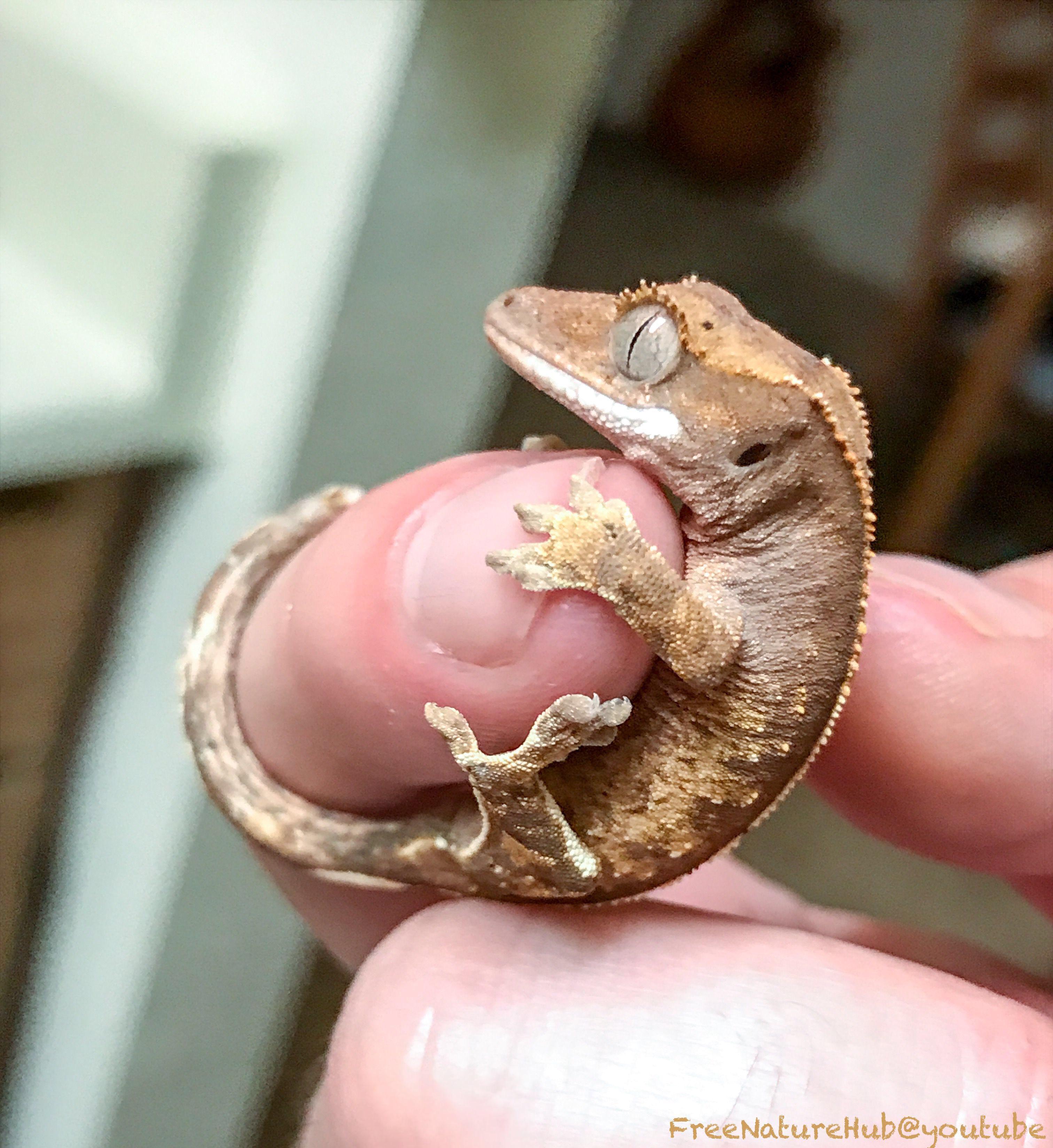 Newborn Crested Gecko