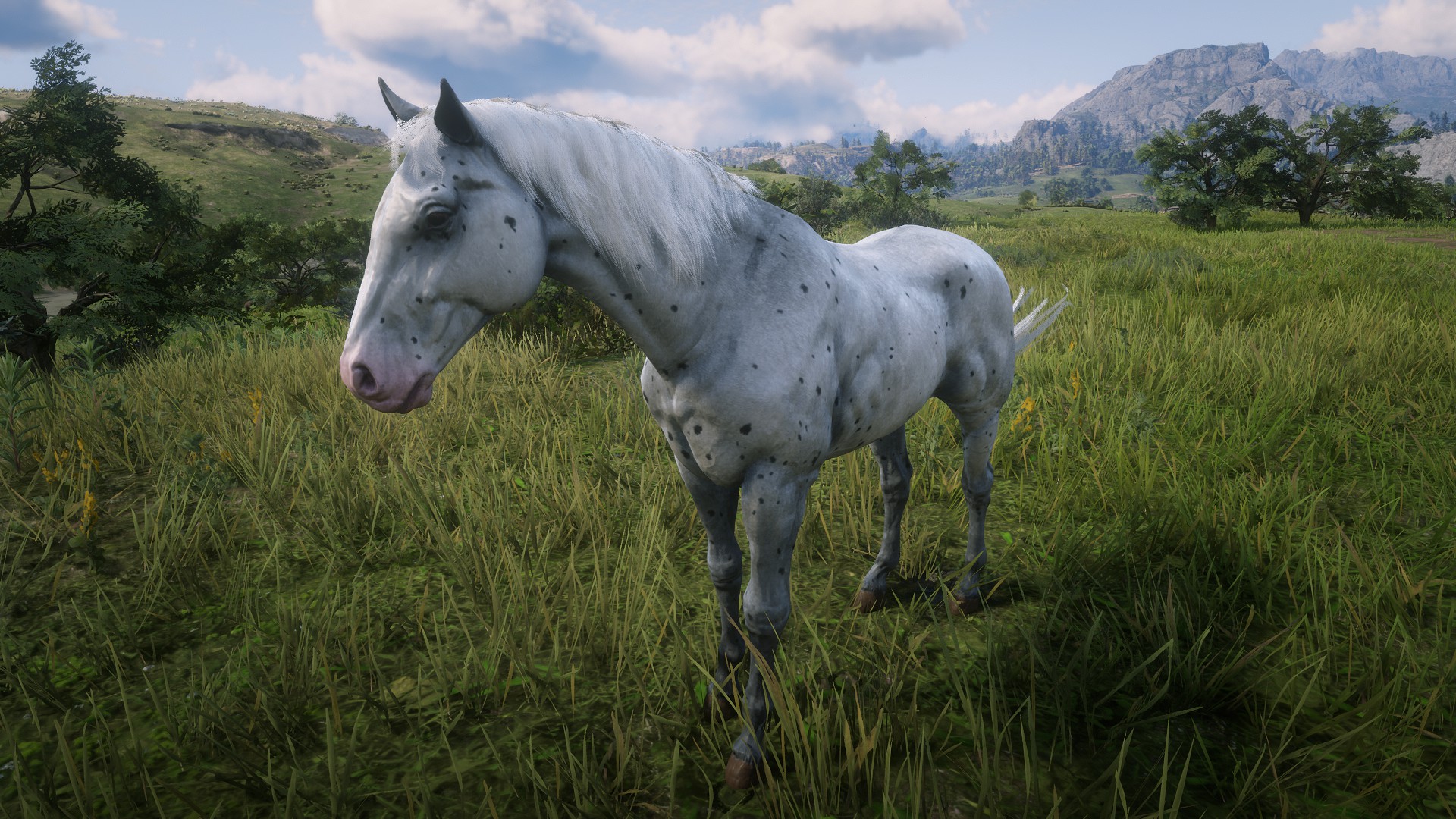 Got the beautiful rare Few Spotted Appaloosa today, Perdita is a good