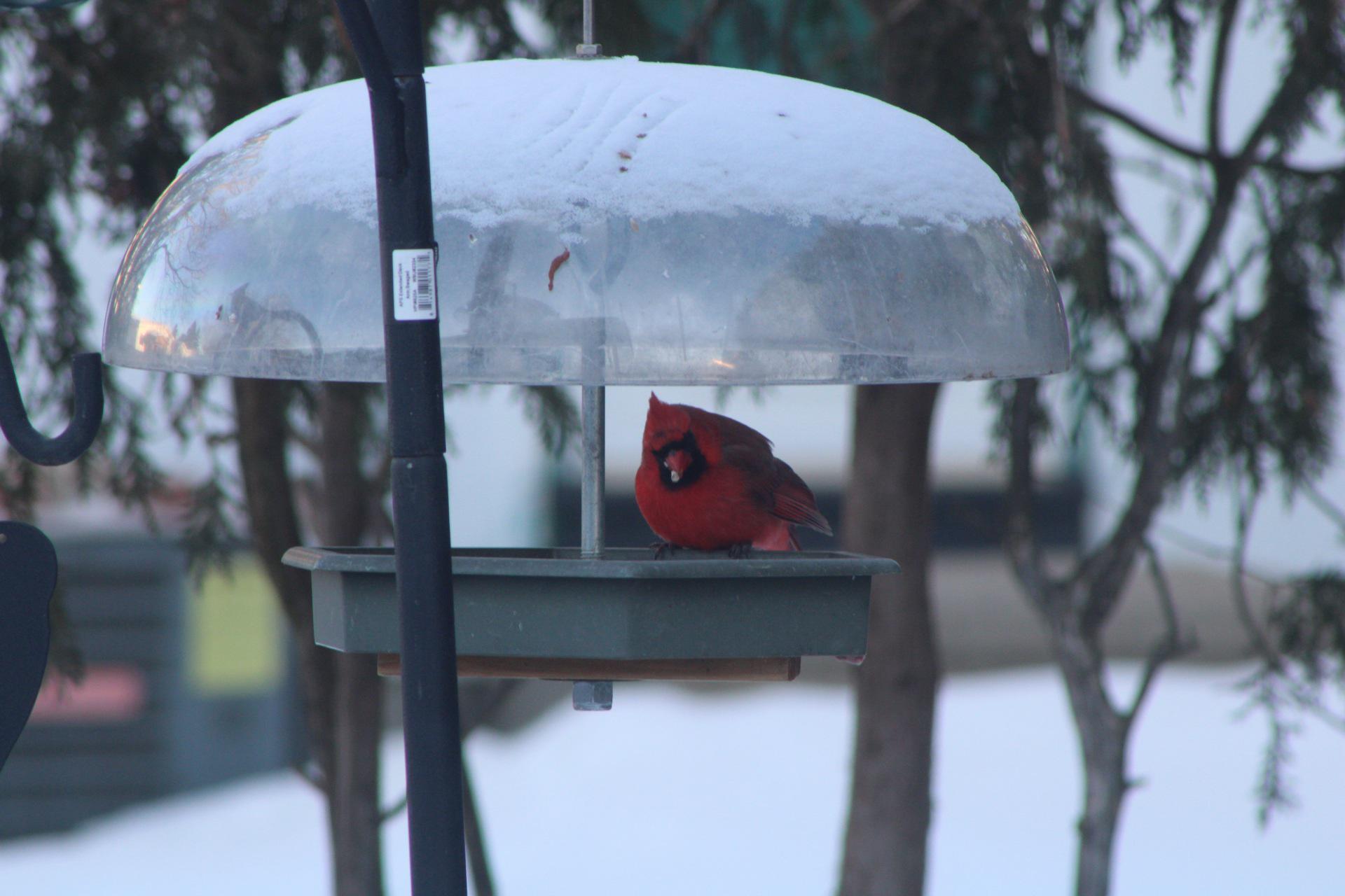 Ottawa winter birds. The beautiful Cardinal r/ottawa