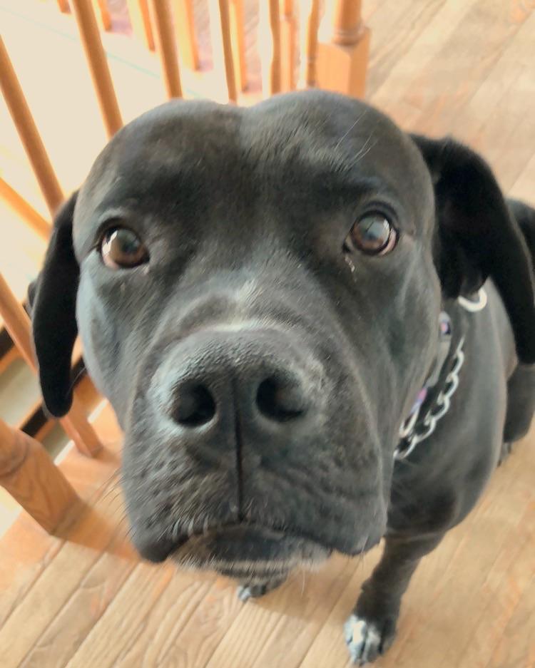 Oden is too good of a pupper not to be shown off on reddit r/CaneCorso