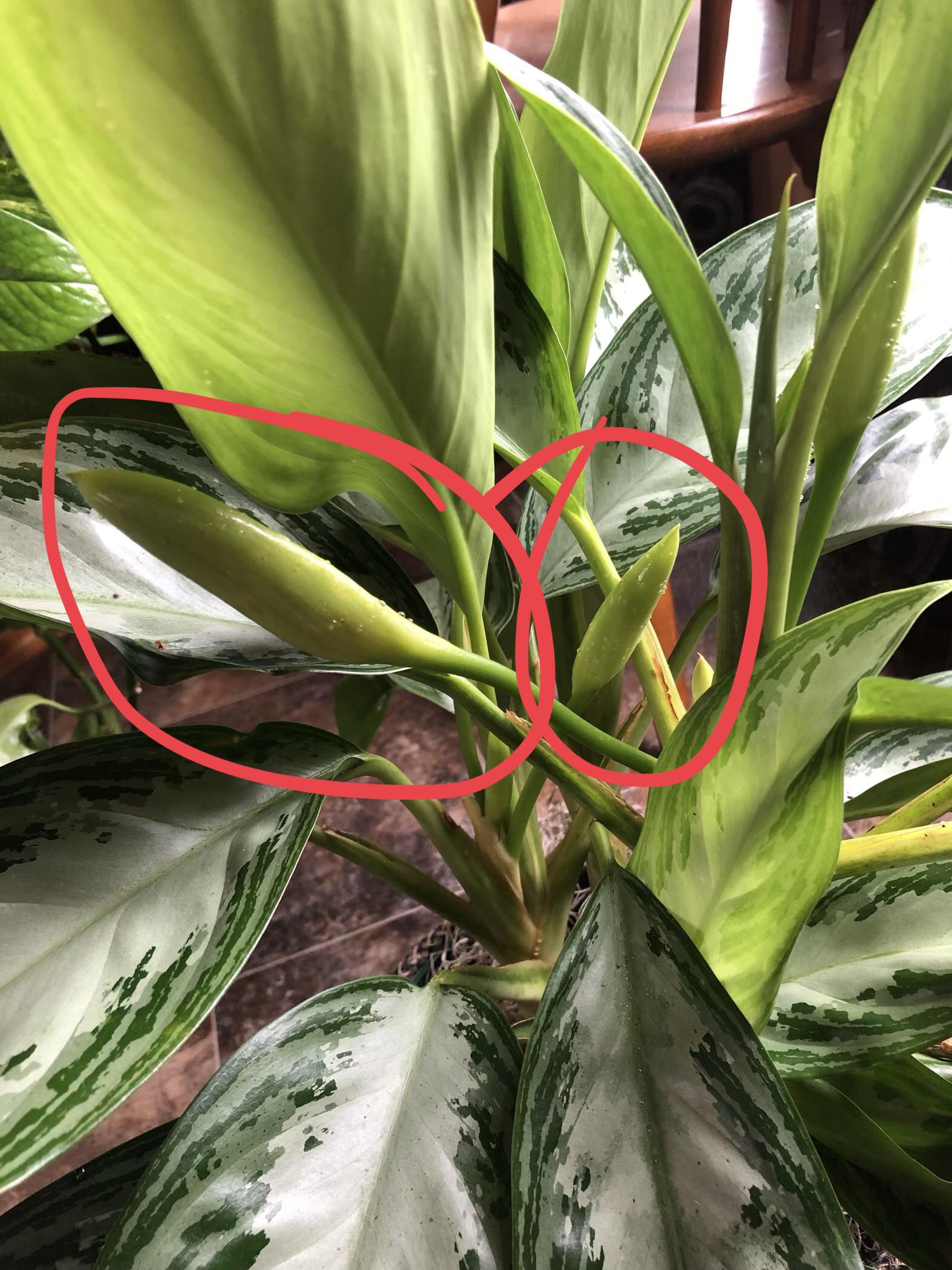 Why does my Chinese evergreen keep putting out these inflorescences