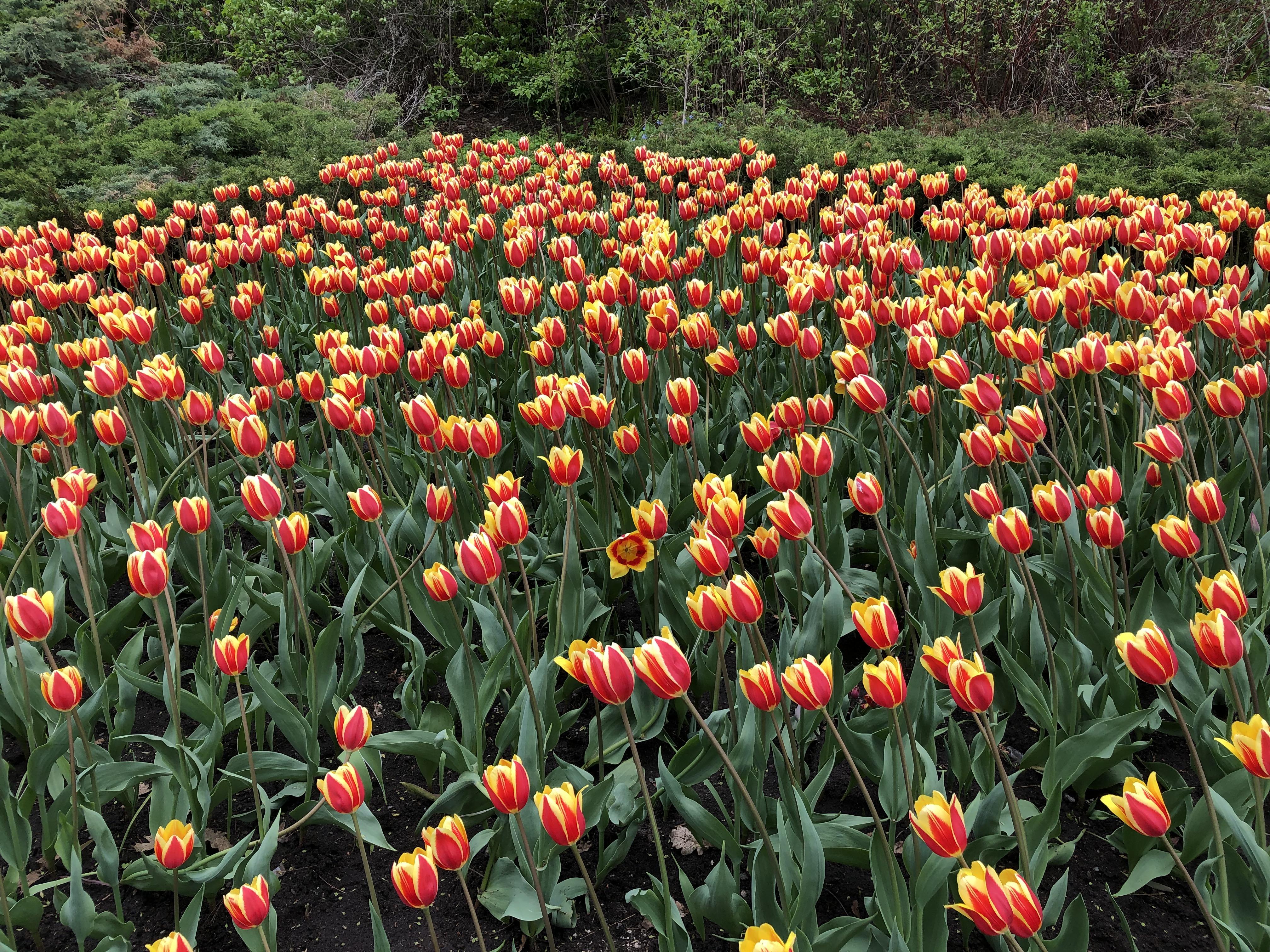 Tulip festival in Ottawa r/flowers