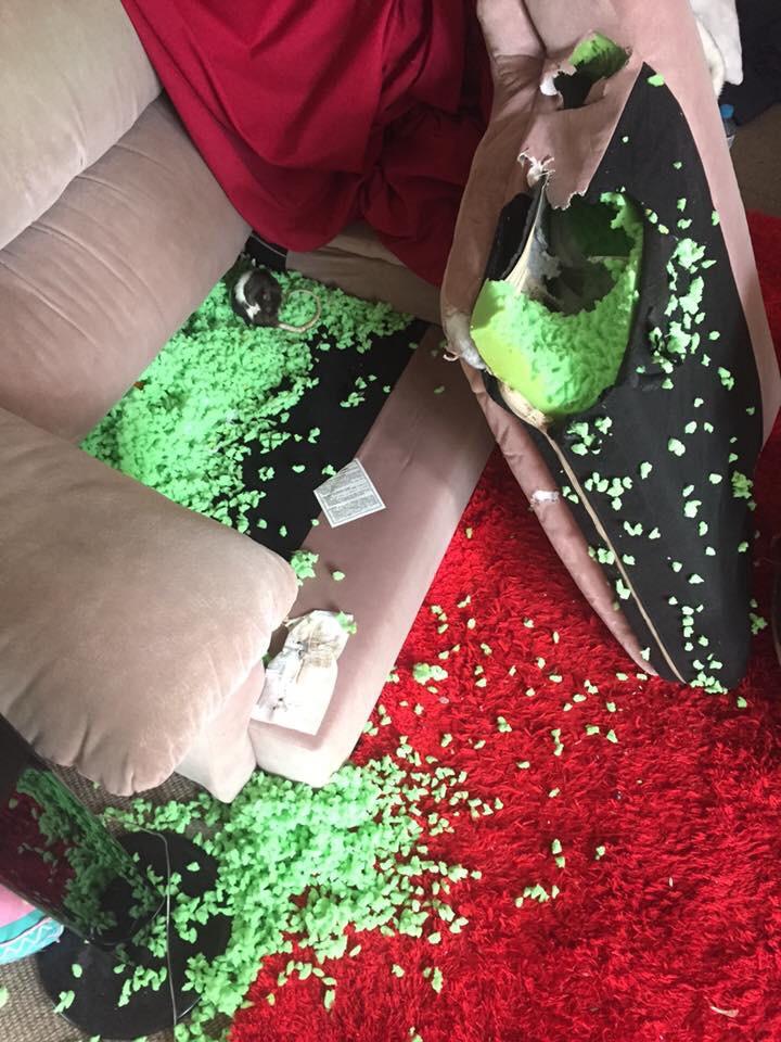 my rats are eating my leather couch r/RATS