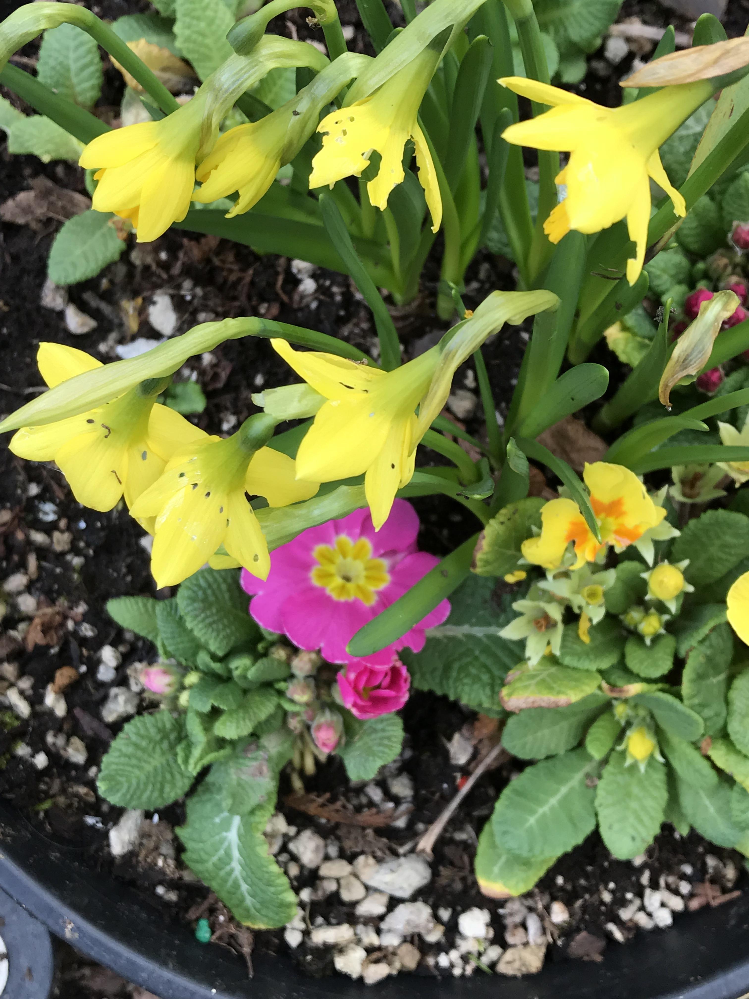 Found small bugs eating daffodils. Questions in comments. r/whatsthisbug