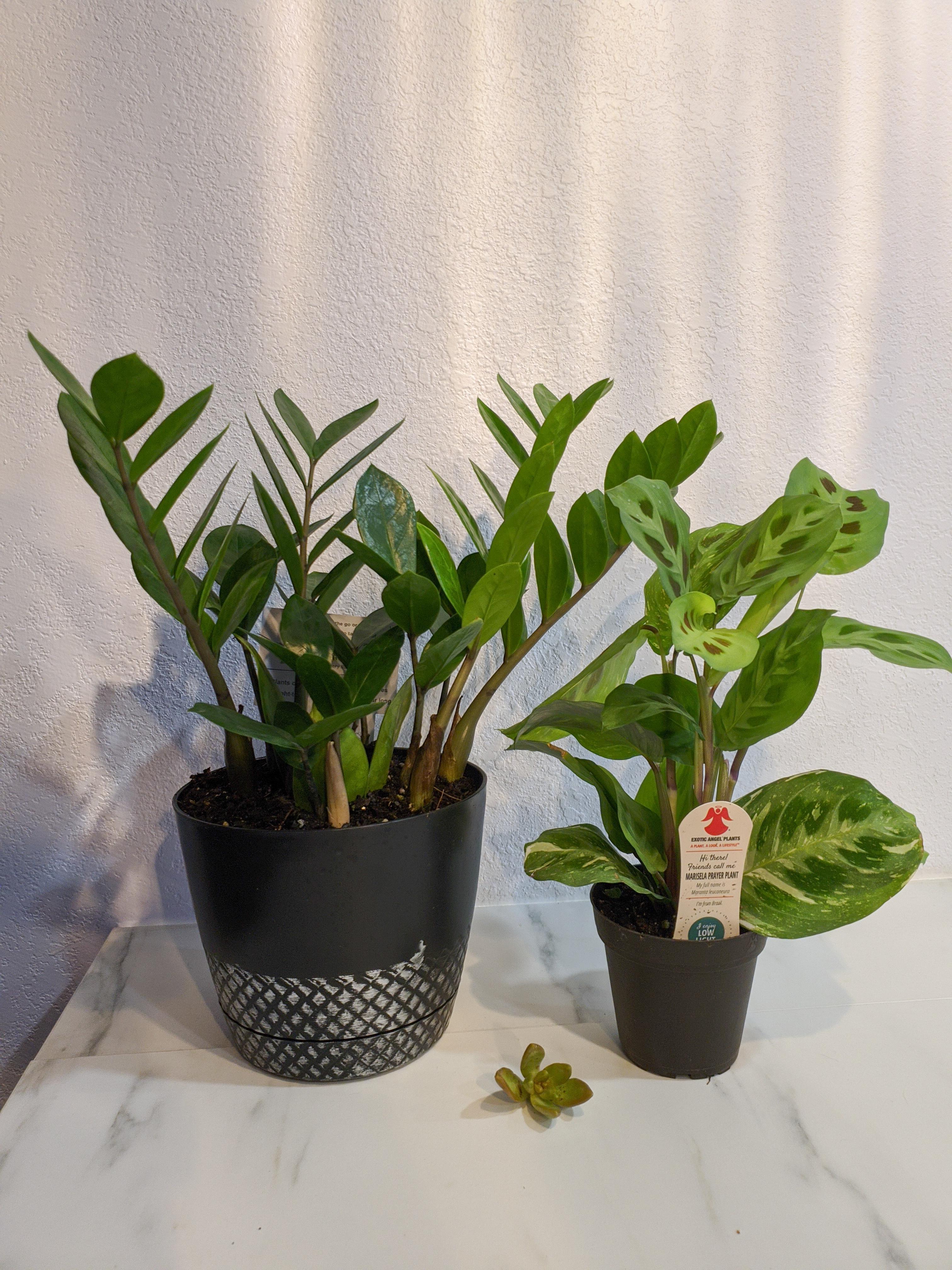 20 Home Depot haul! r/houseplants