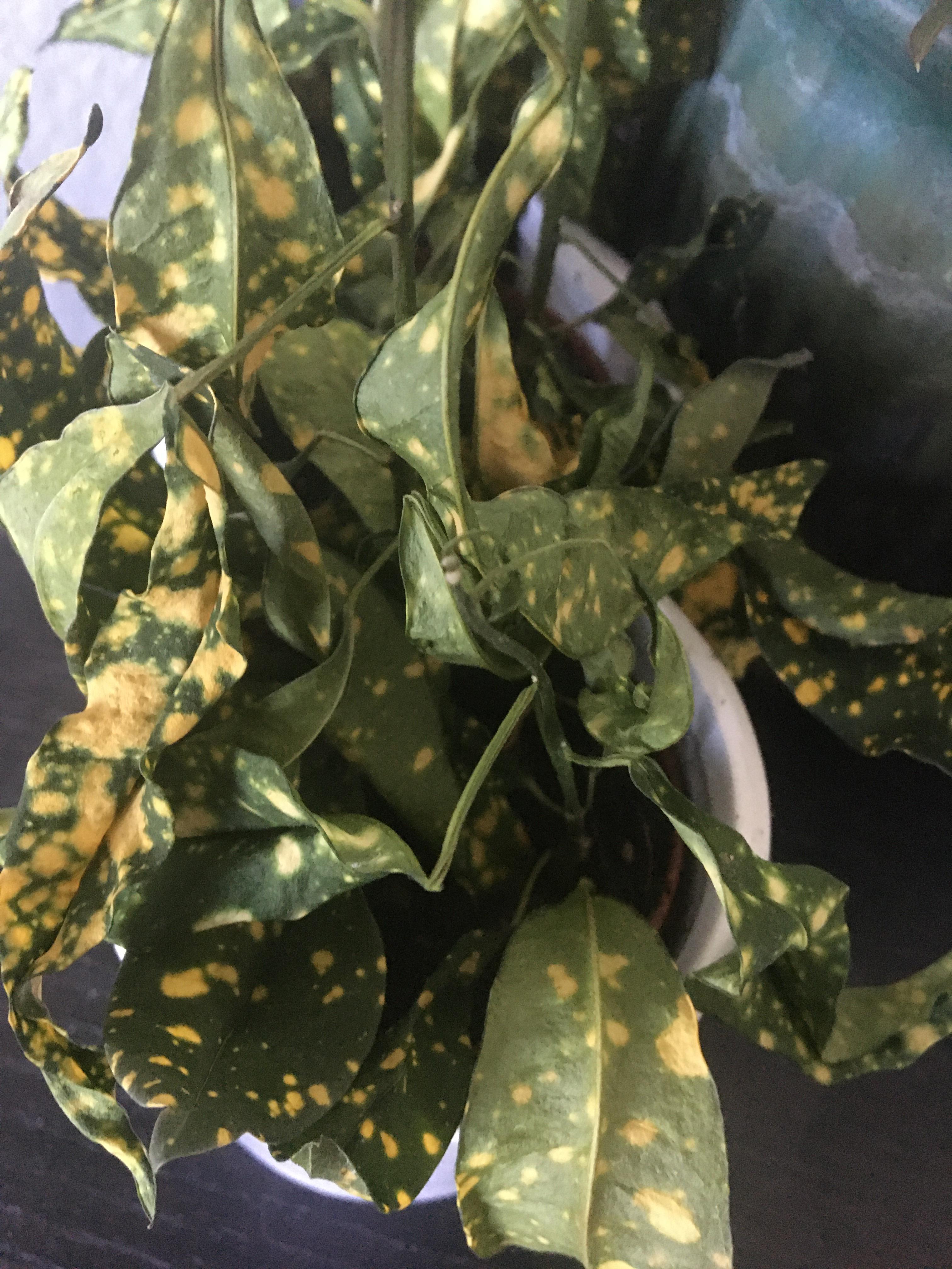 This gold dust plant have suddenly dried up! Help! More details in