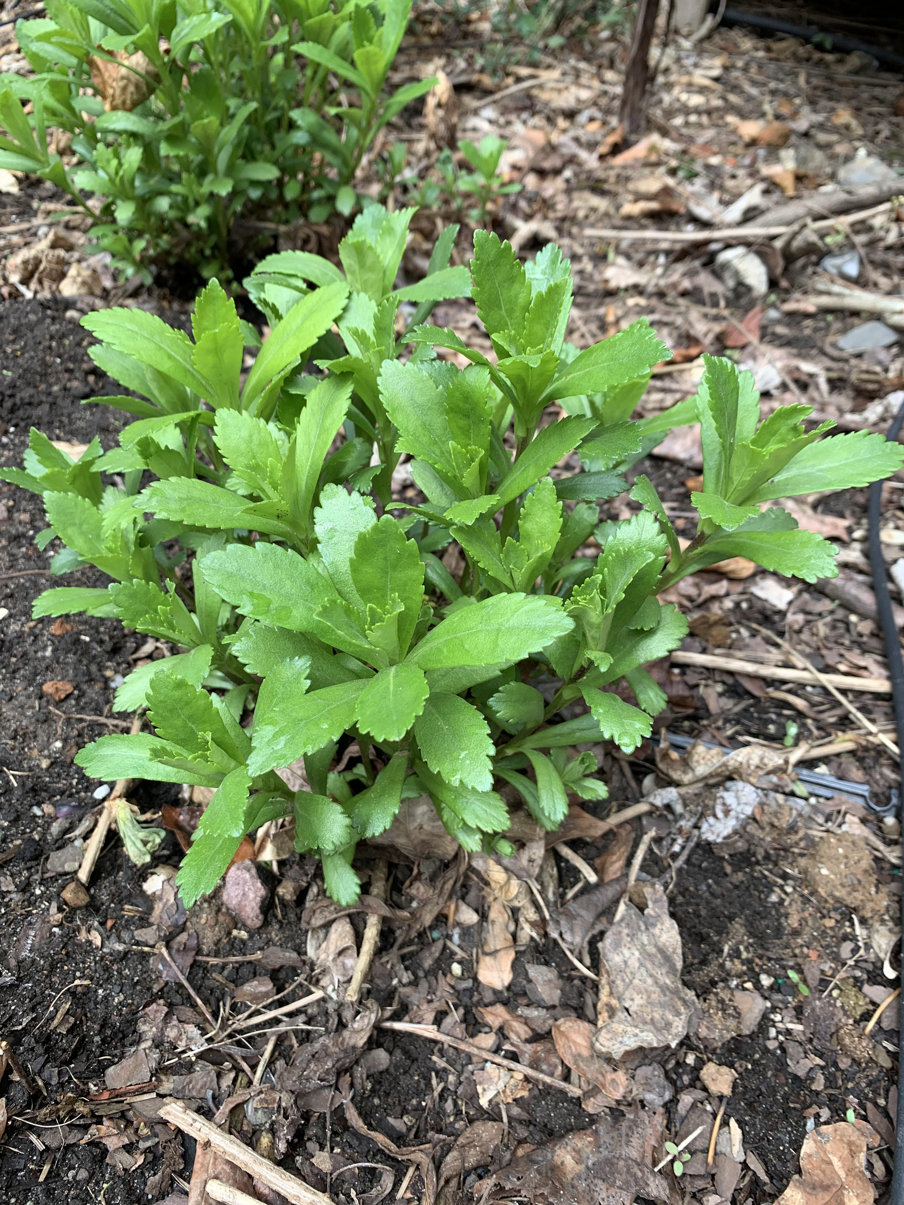 Perennial in eastern US, zone 7b. Grows about 3ft, produces white