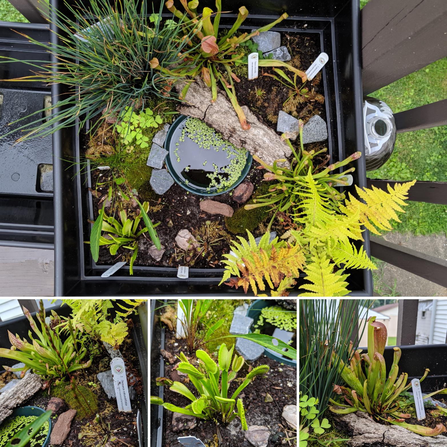 An update on my Zone 7 bog garden. r/SavageGarden