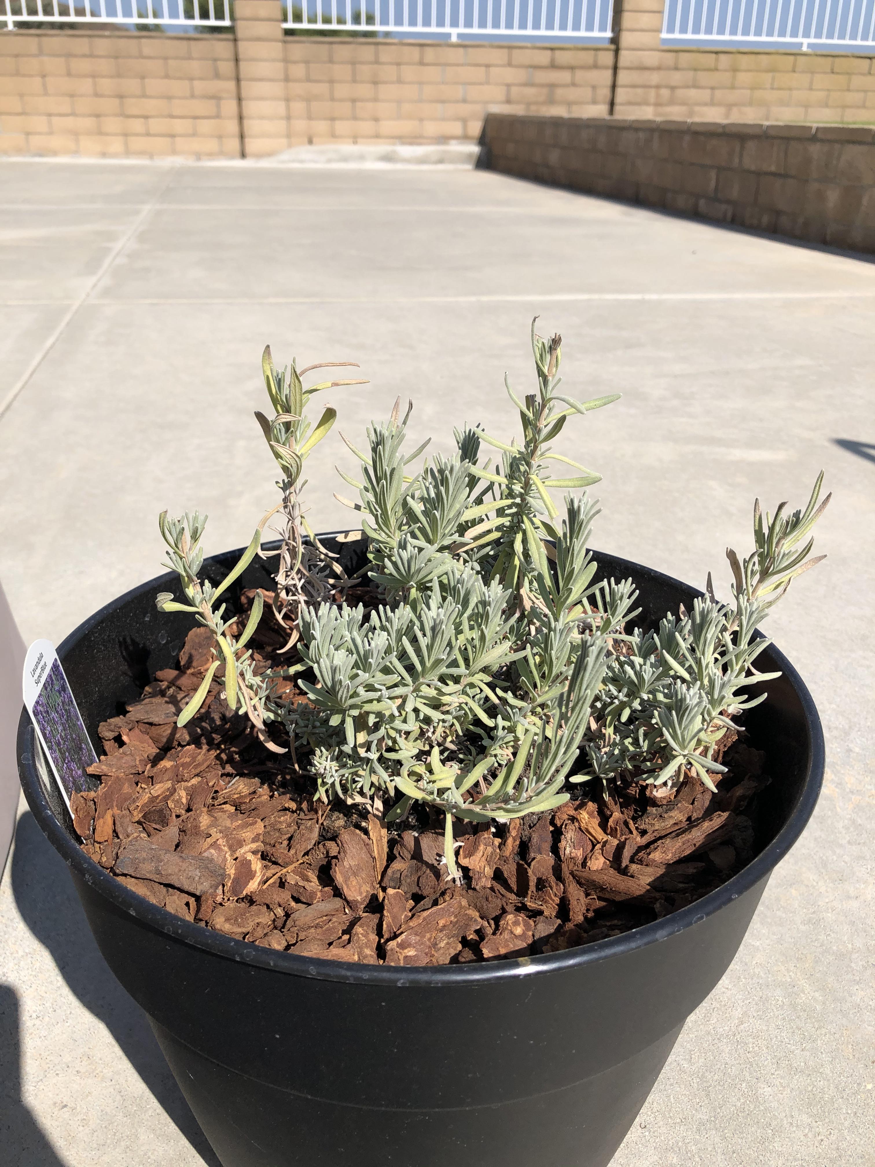 My superblue English lavender looks like it’s turning yellow. Too much