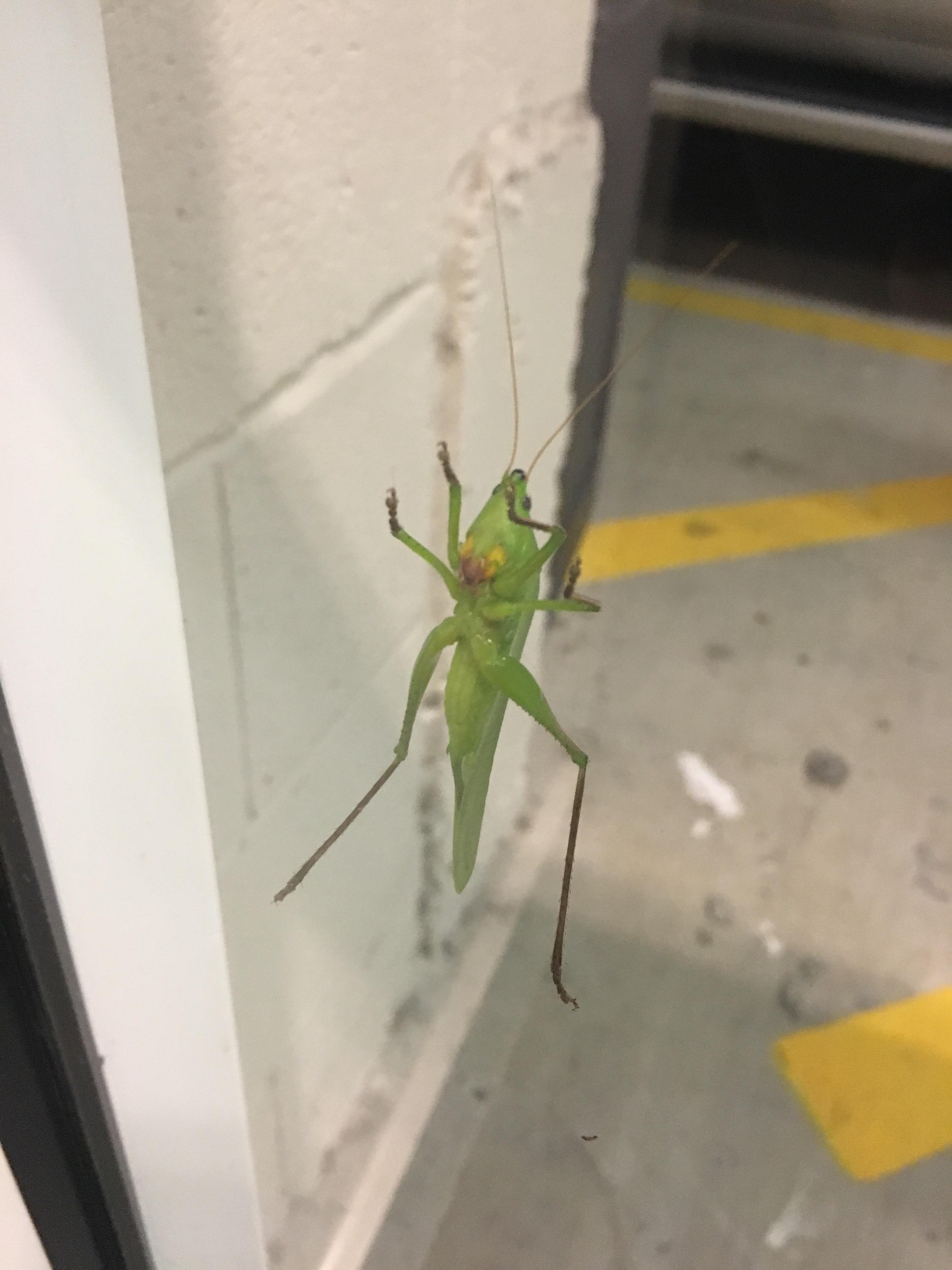 I found on a window r/mildlyinteresting