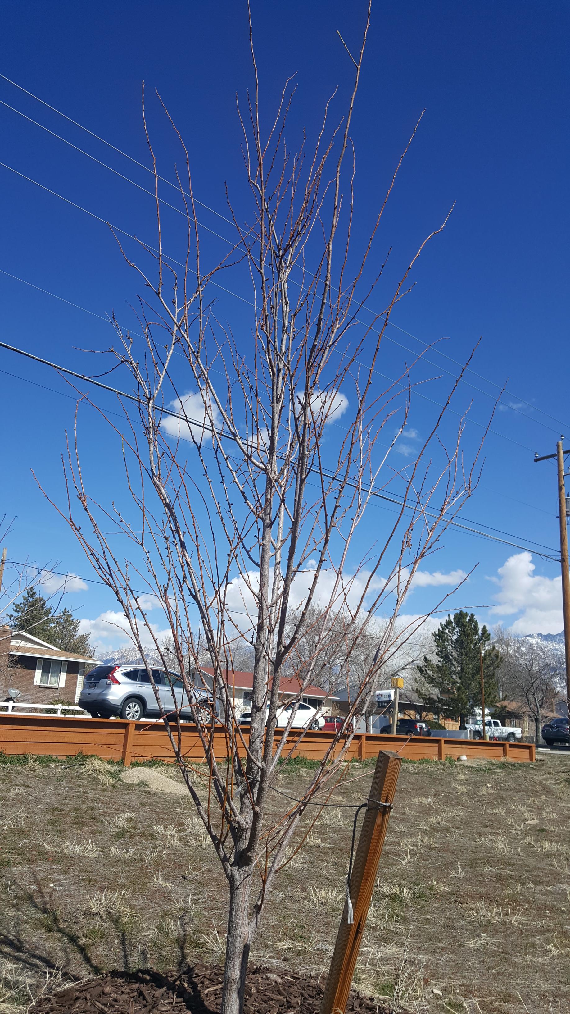 Santa Rosa Plum tree pruning? r/BackyardOrchard