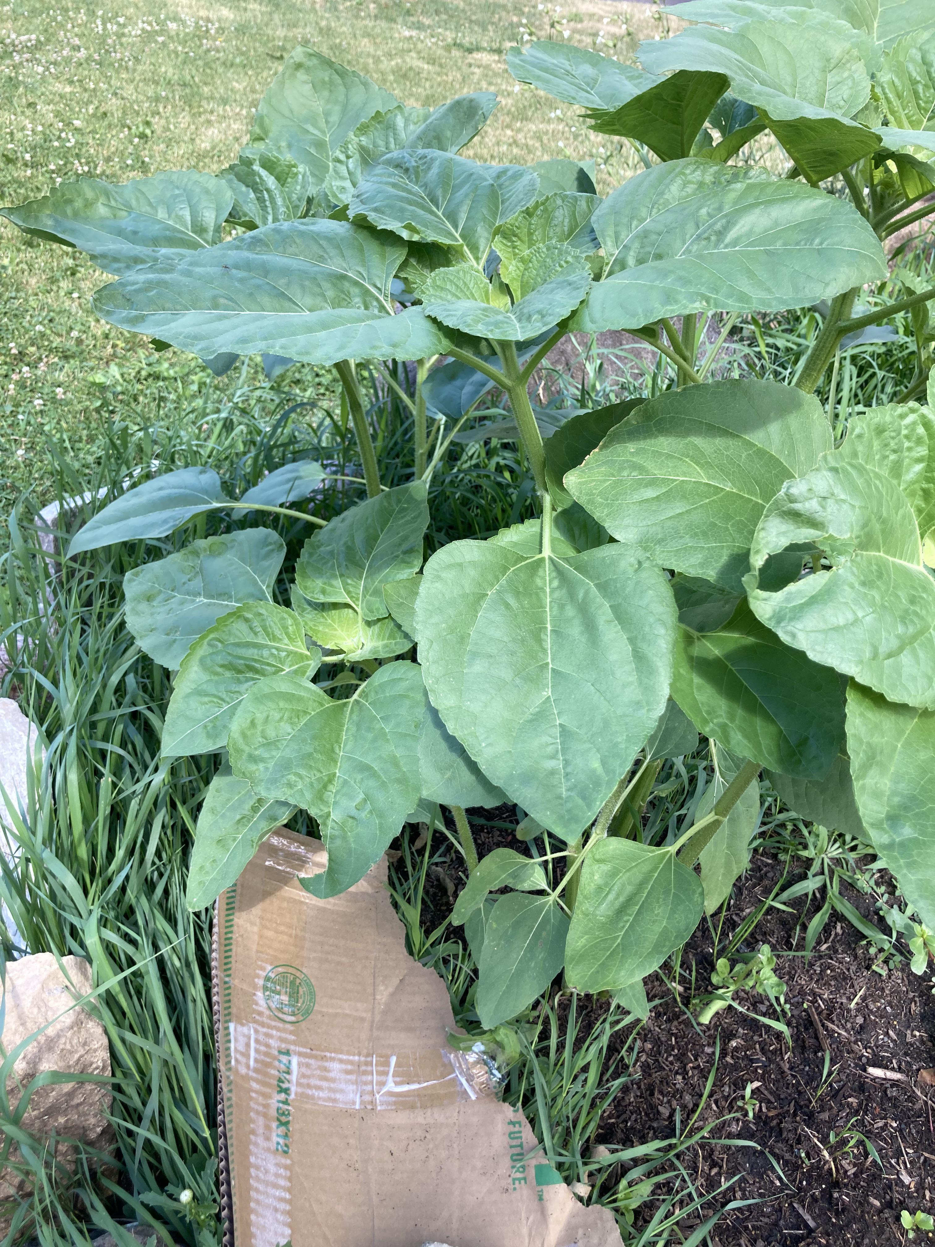 What’s eating my sunflowers? r/gardening