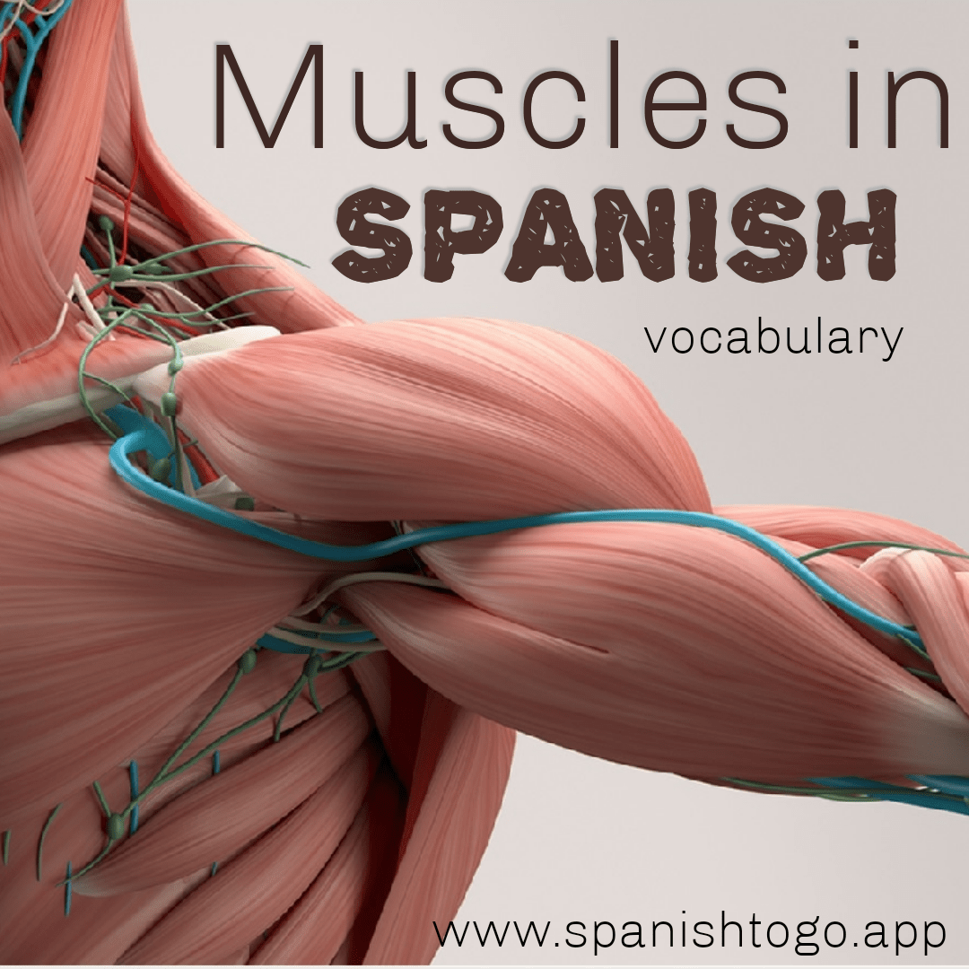 The Muscles / Spanish Vocabulary 🤸‍♂️🦵💪📣https//www.spanishtogo.app