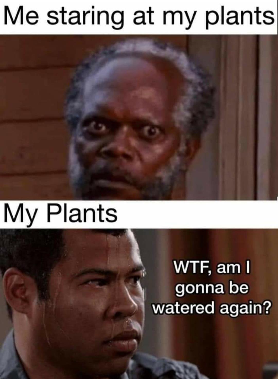 We should stop over watering and killing our plants😭 r/houseplants