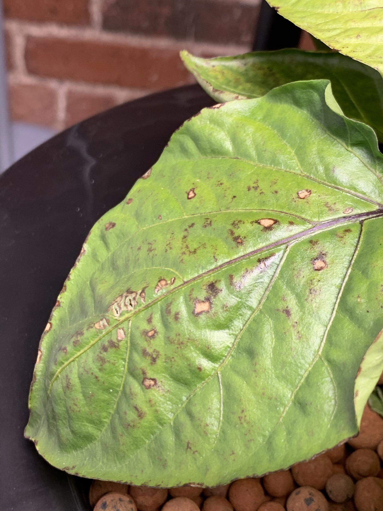 Rustcolored spots on Bell Pepper Leaves r/Hydroponics