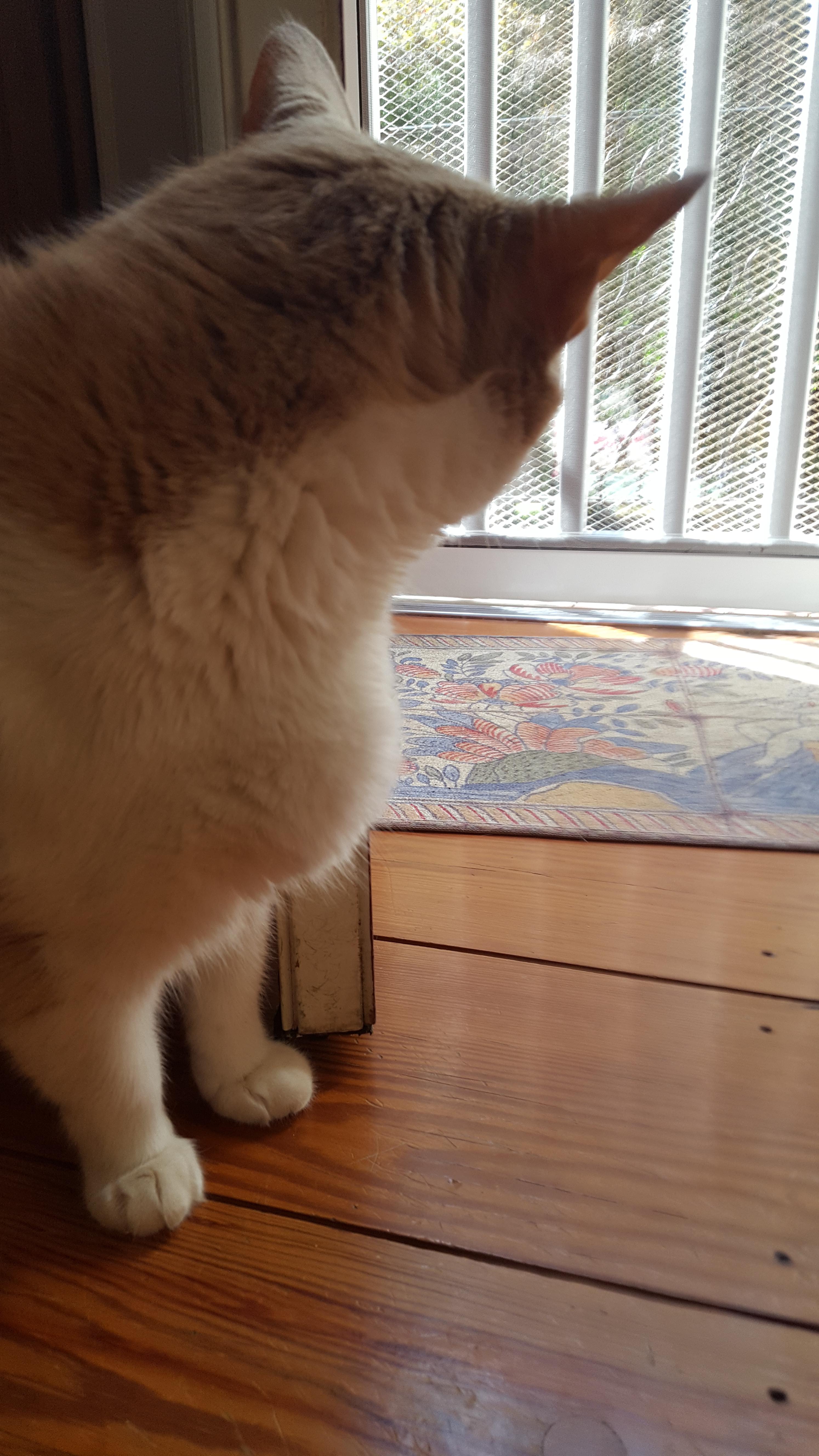 Is this lump/bump on my cat bad? (Help) r/cats